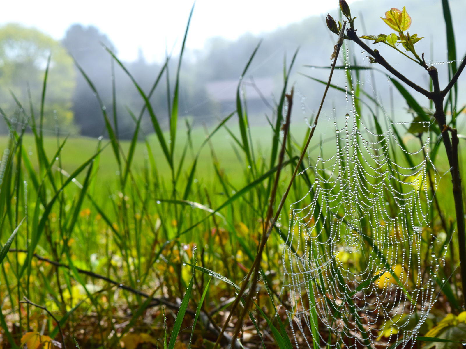 Close up of a dew-covered spider web supported by green grasses