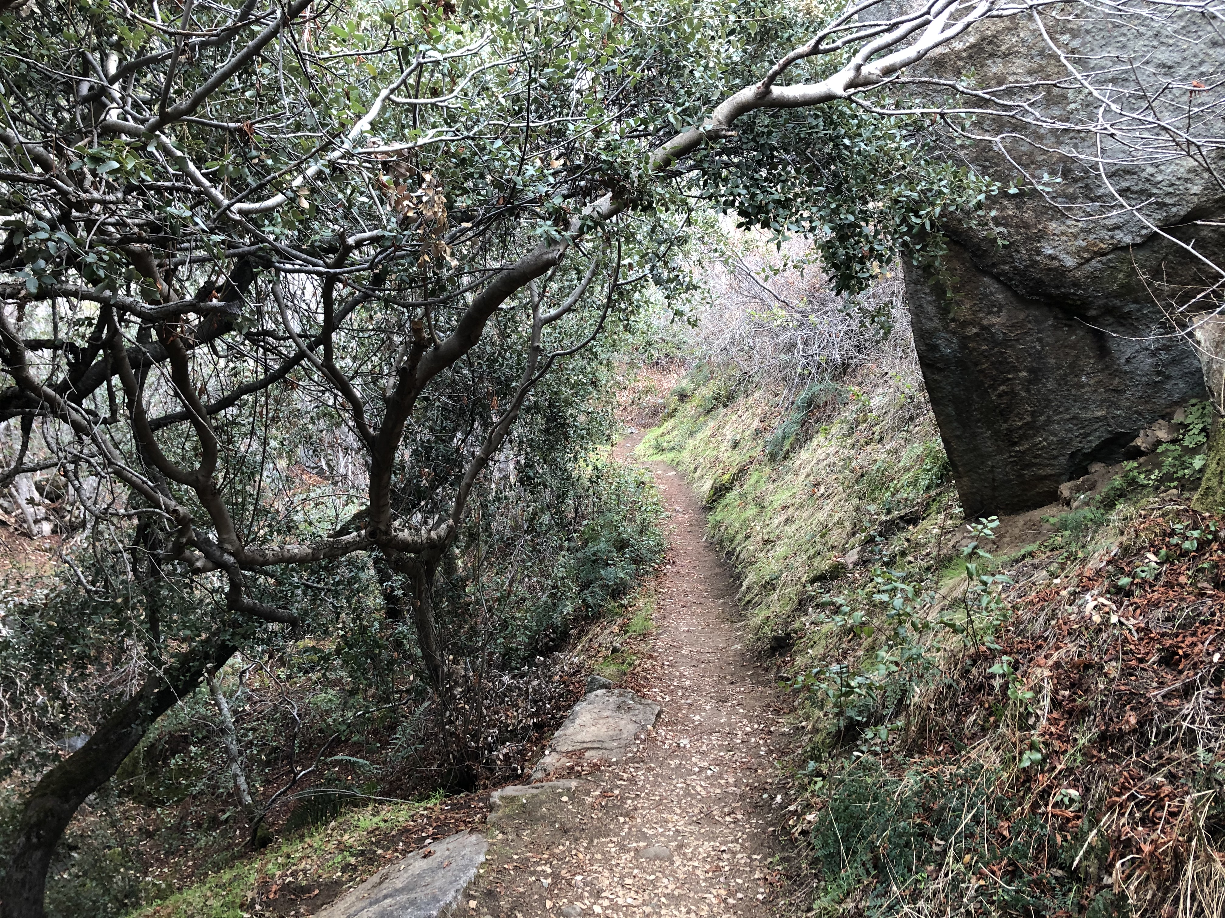 A path leads through low trees that form an arch