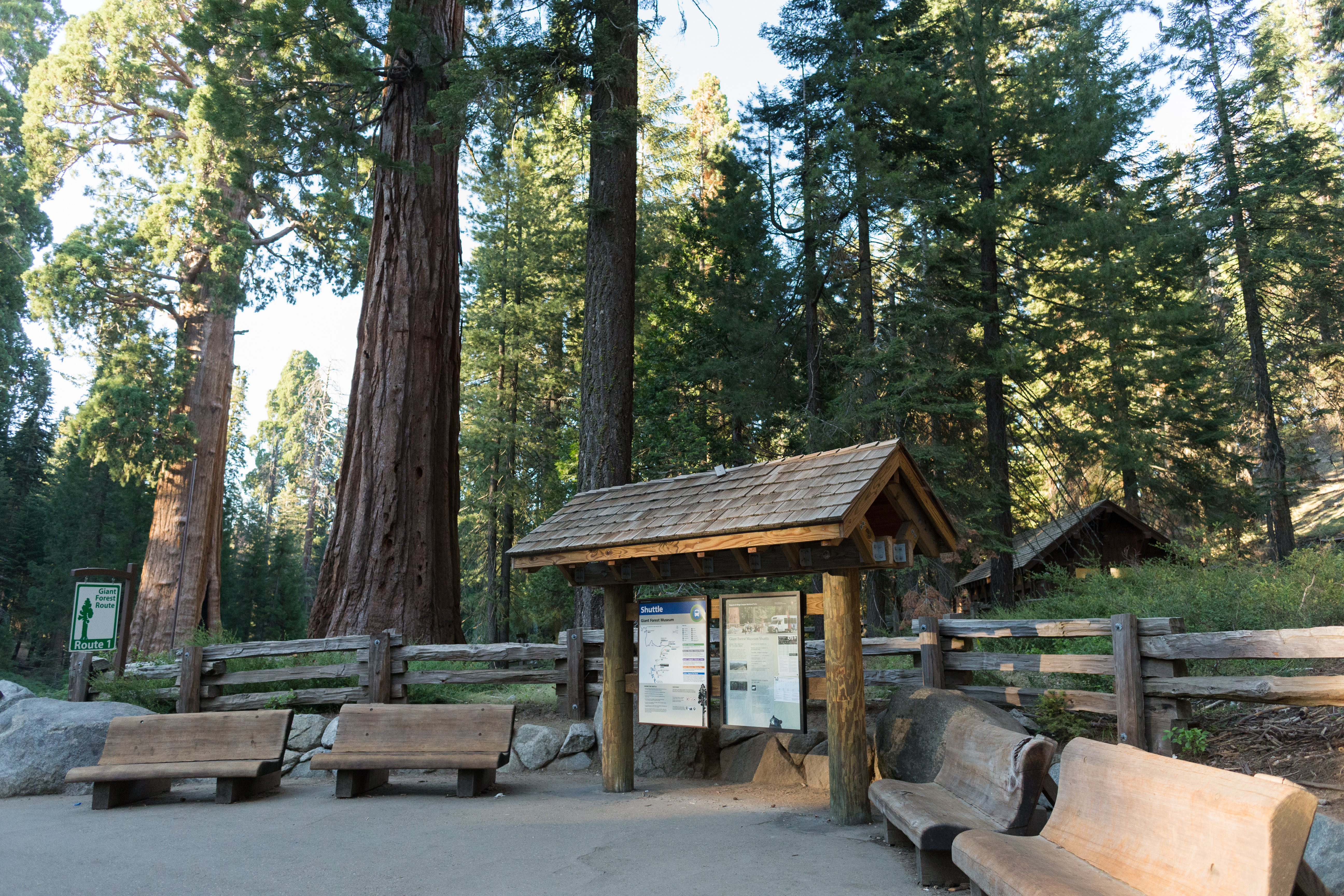 A bench and paved path near giant sequoias
