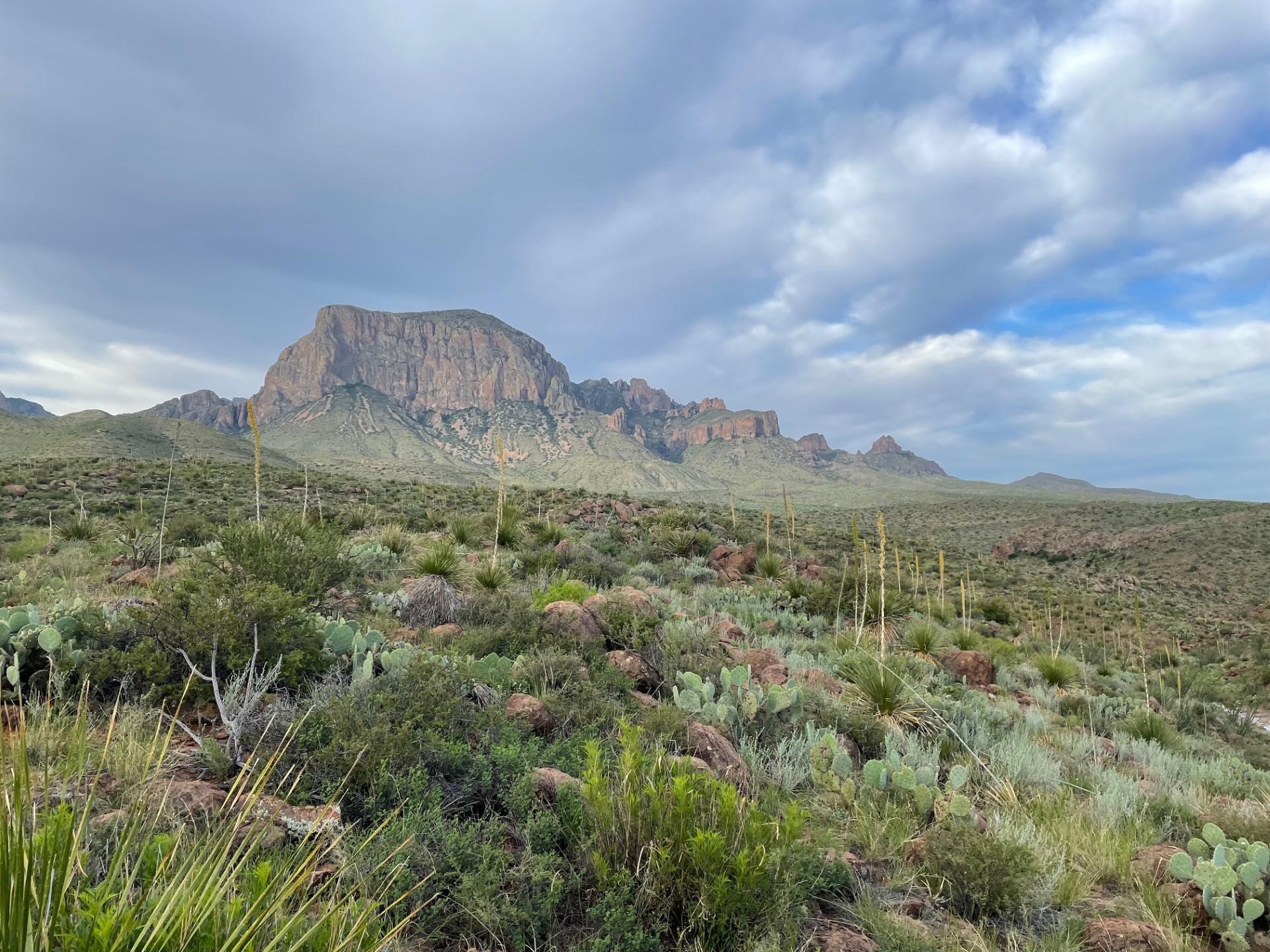 Tall volcanic mountains rise above a desert landscape of creosotebush, sotol, cacti, and low shrubs.