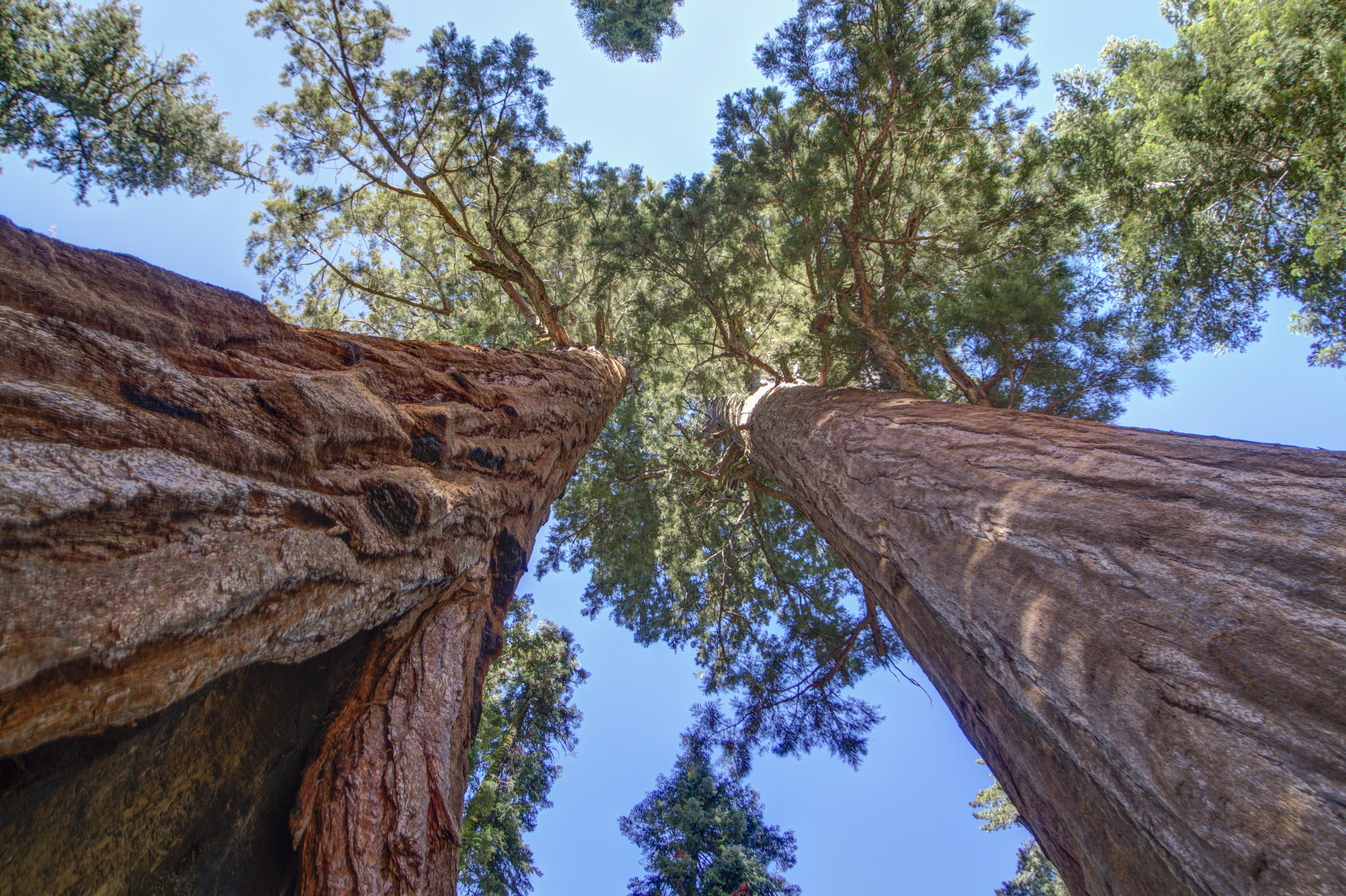 Looking up at towering sequoia treetops