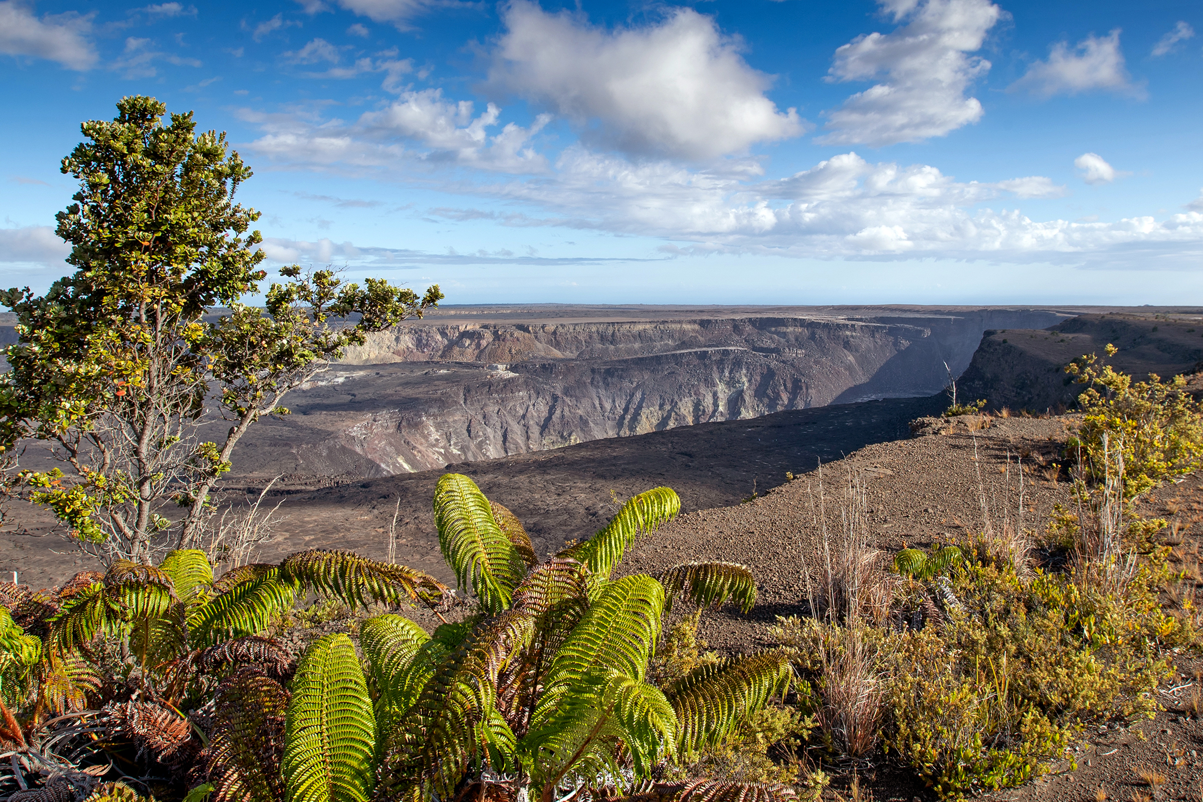 A hapuʻu fern and ʻōhiʻa tree in front of a large volcanic caldera