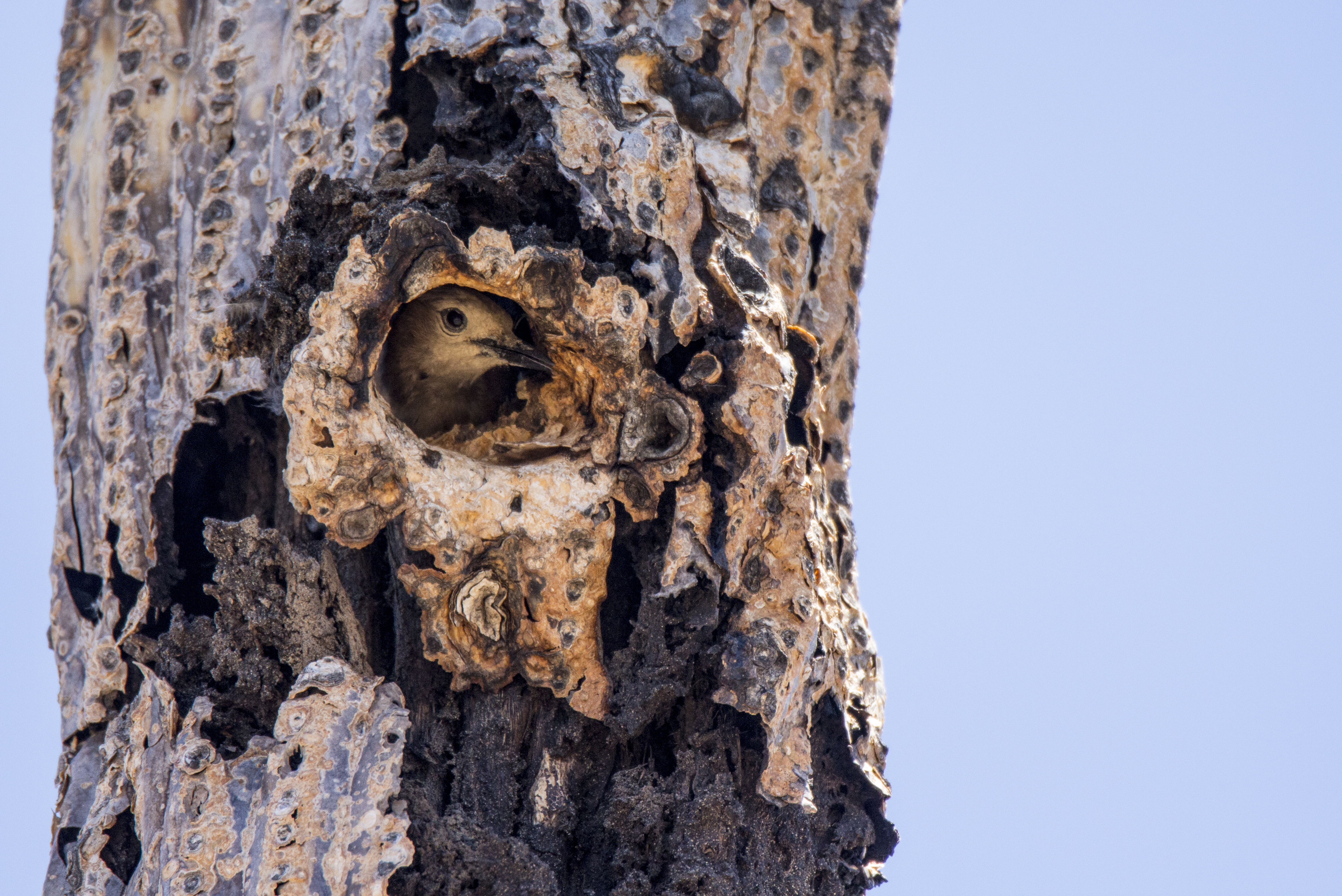 A Gila Woodpecker mother peaks her head out from a Saguaro hole, the saguaro is brown and drying up.