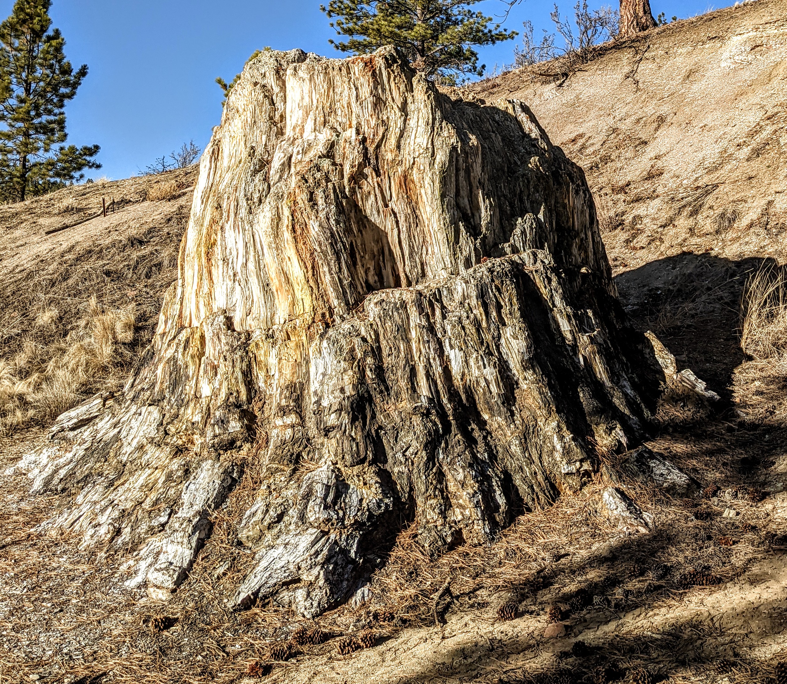 A large tan petrified redwood tree stump, backdropped by a hillside, clear blue sky, and pine trees.