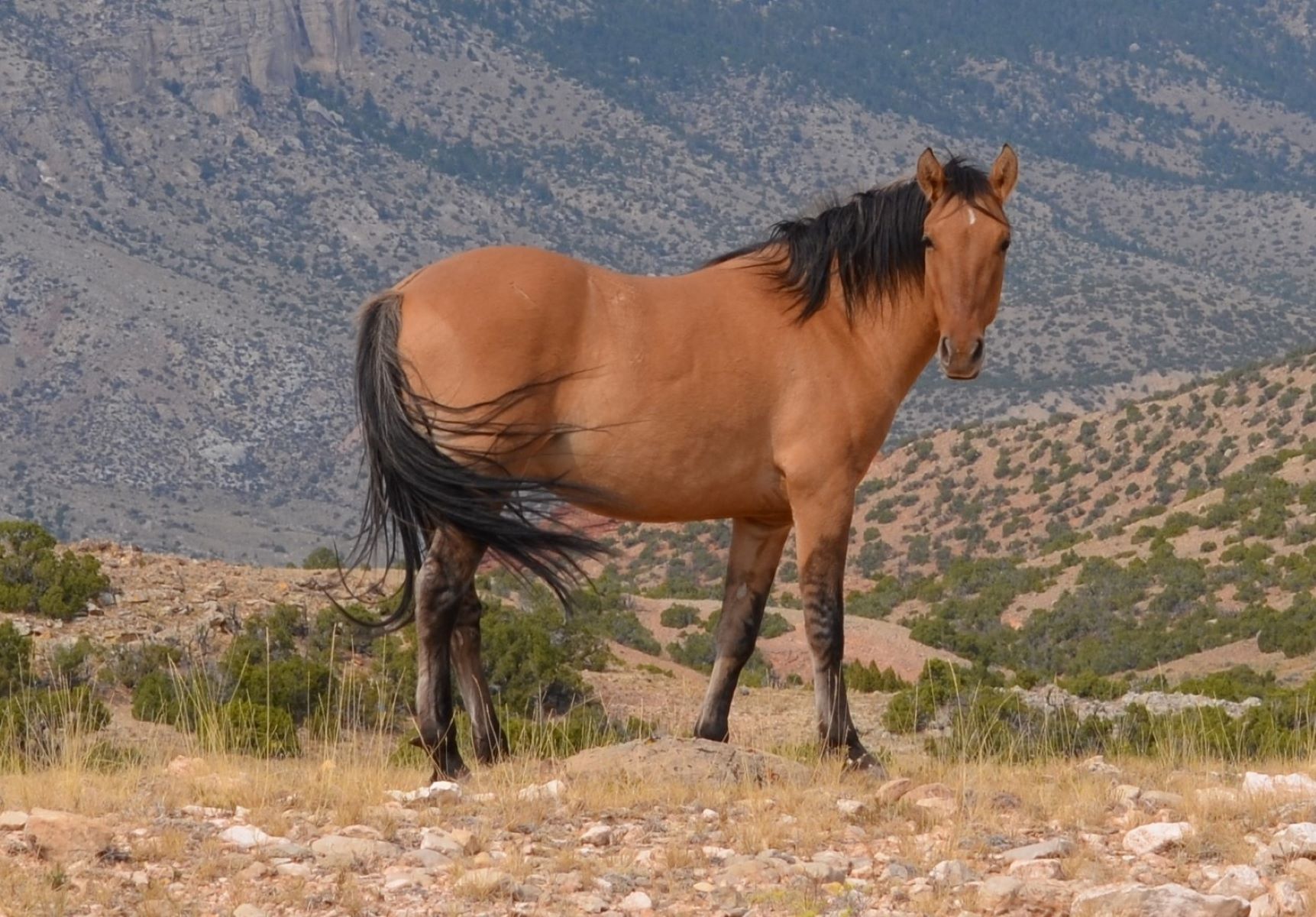 Pryor Mountain Horse