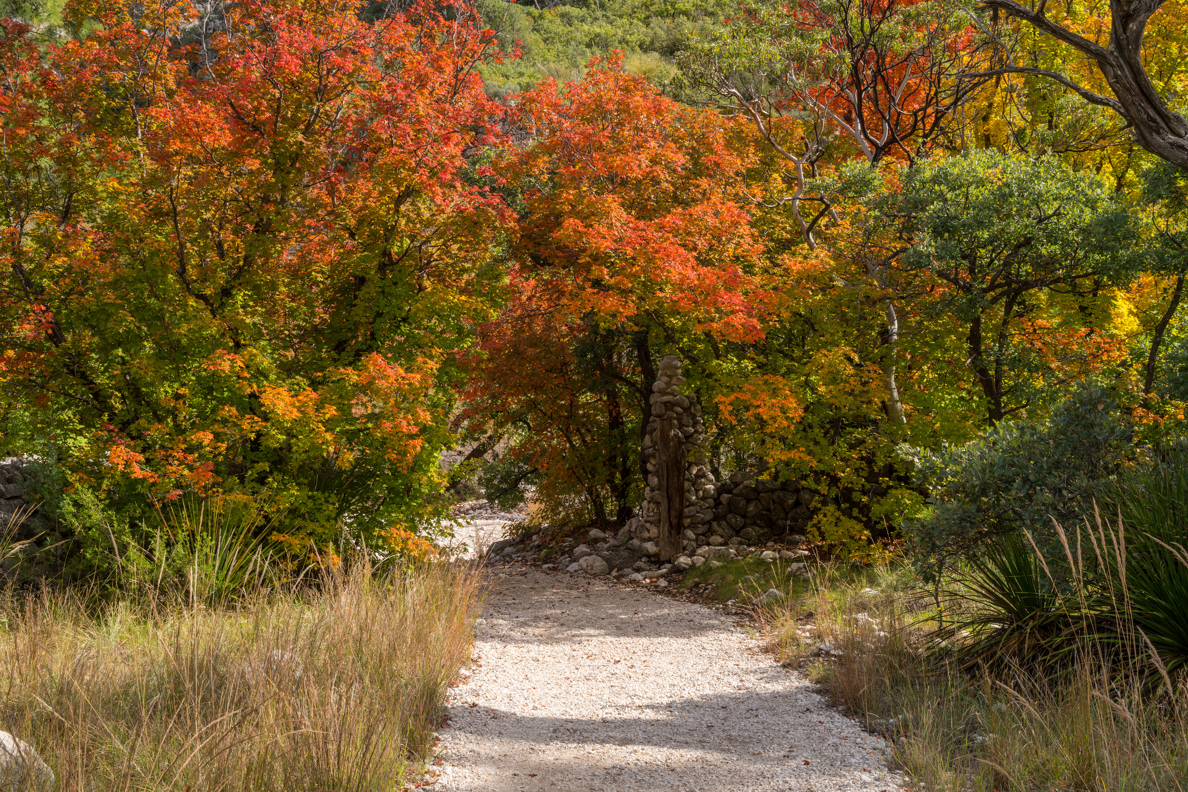 A gravel trail leads into fall foliage of green, red, and yellow.