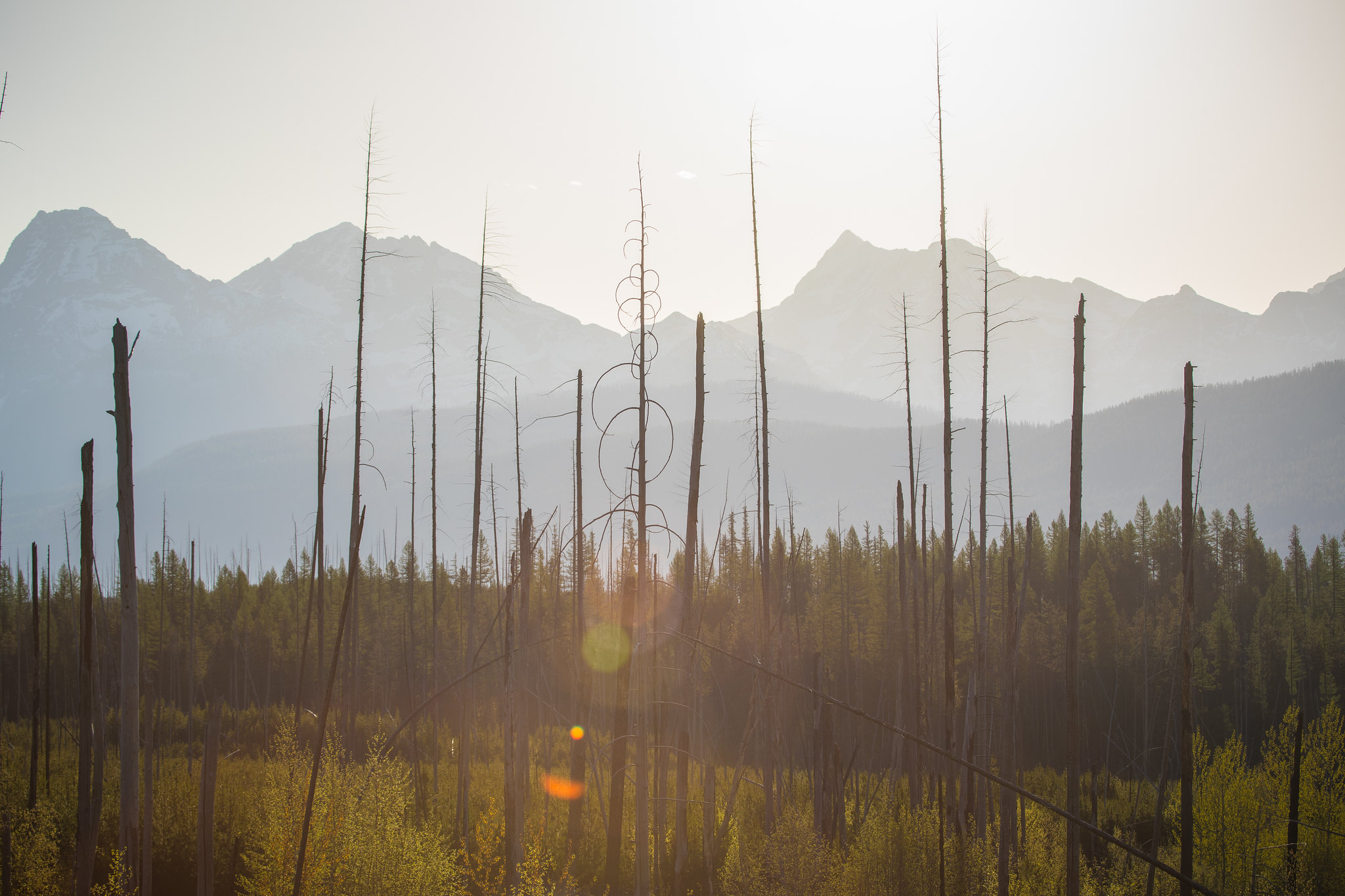 Burned snags stand in the foreground with a meadow and trees beyond, with craggy mountains behind.