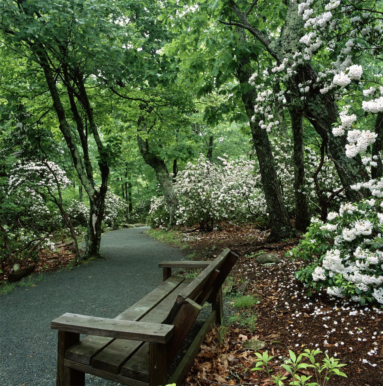 A bench sits empty surrounded by the white blooms of mountain laurel flowers
