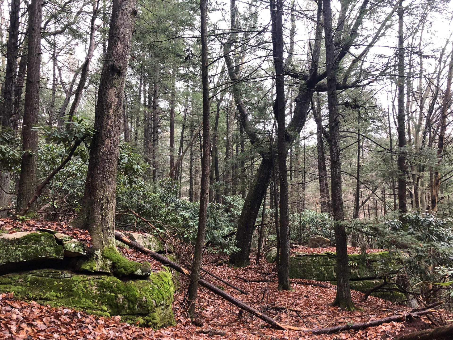 large trees on a forested hillside