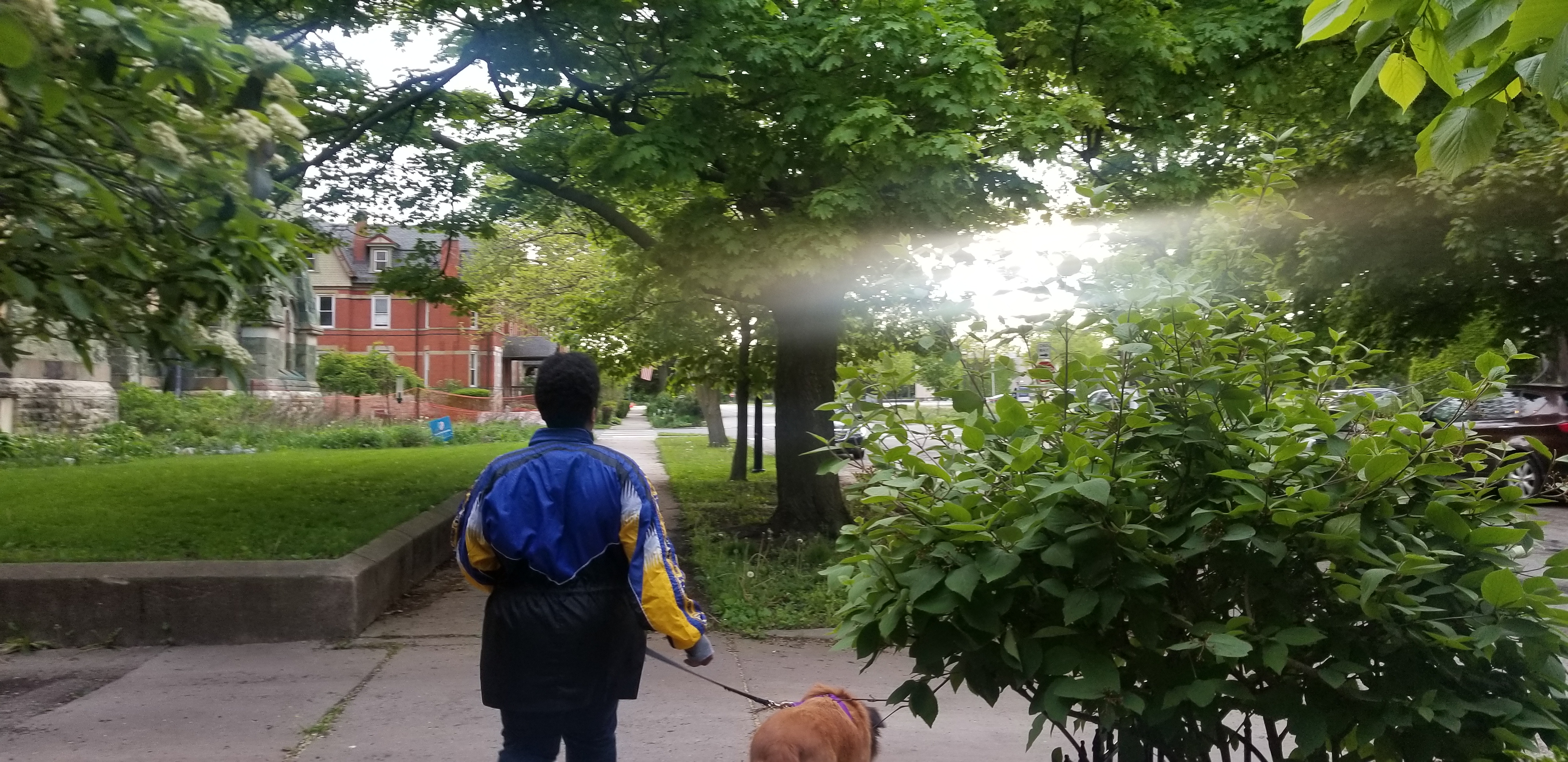 A visitor to the neighborhood walks their leashed dog down the sidewalk.