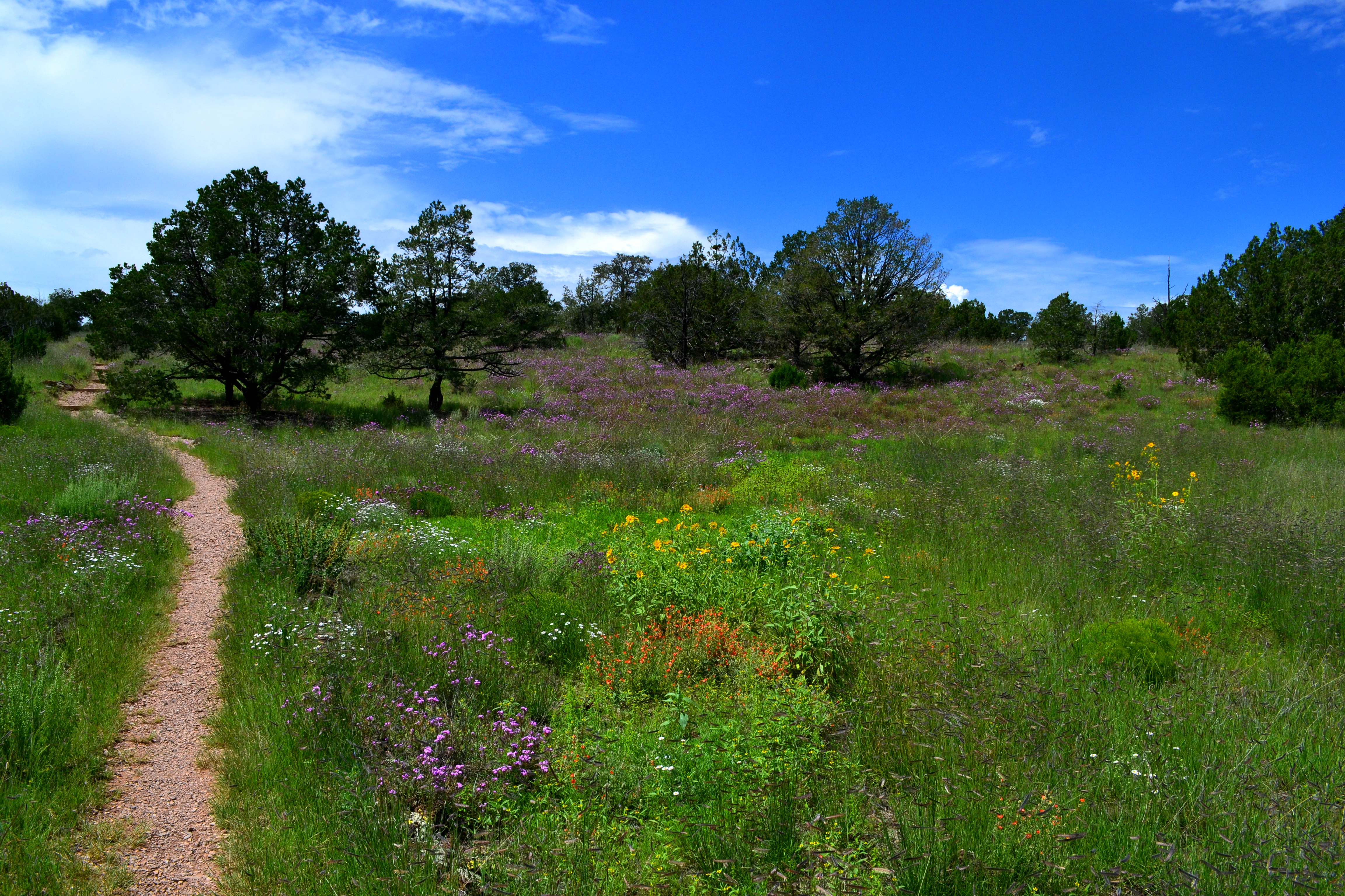 A dirt path winds through a green grassy field with colorful wildflowers and pine trees.