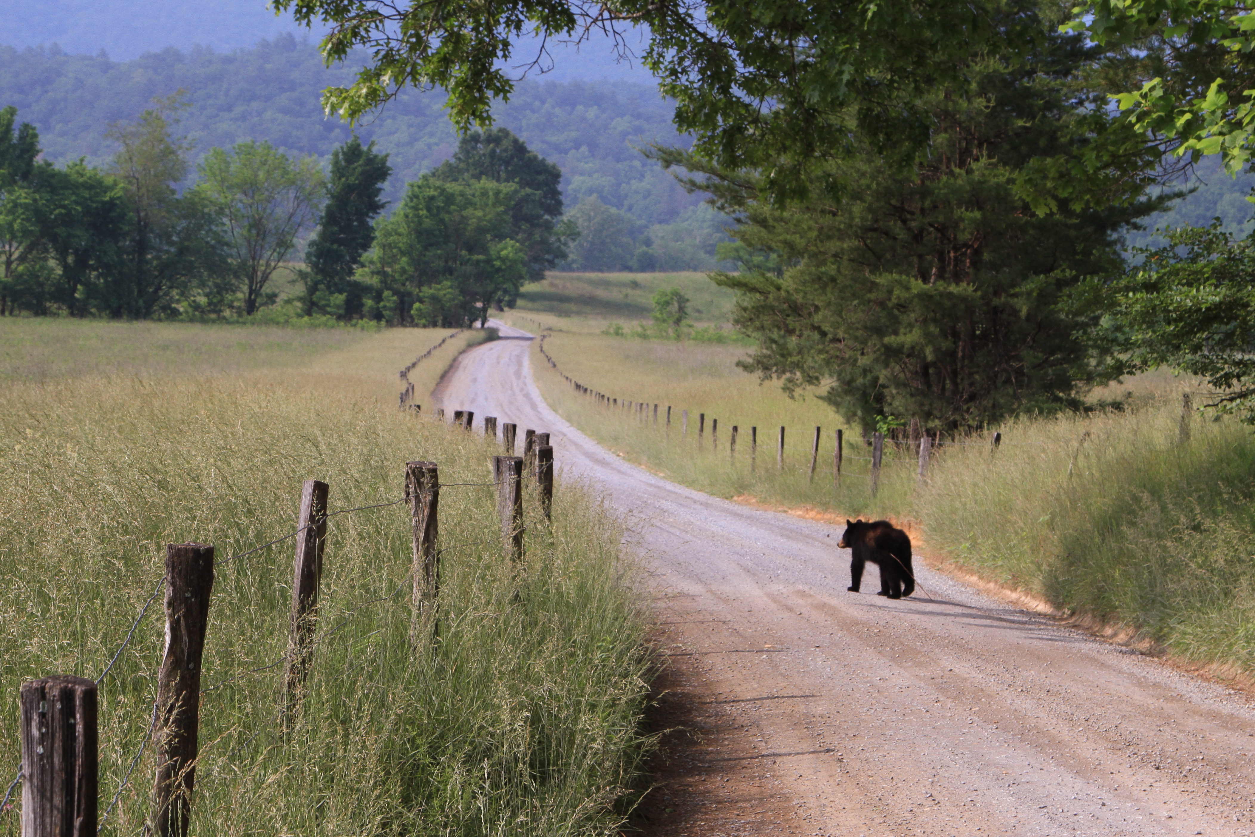 A bear walks down a gravel road through a grassy field.