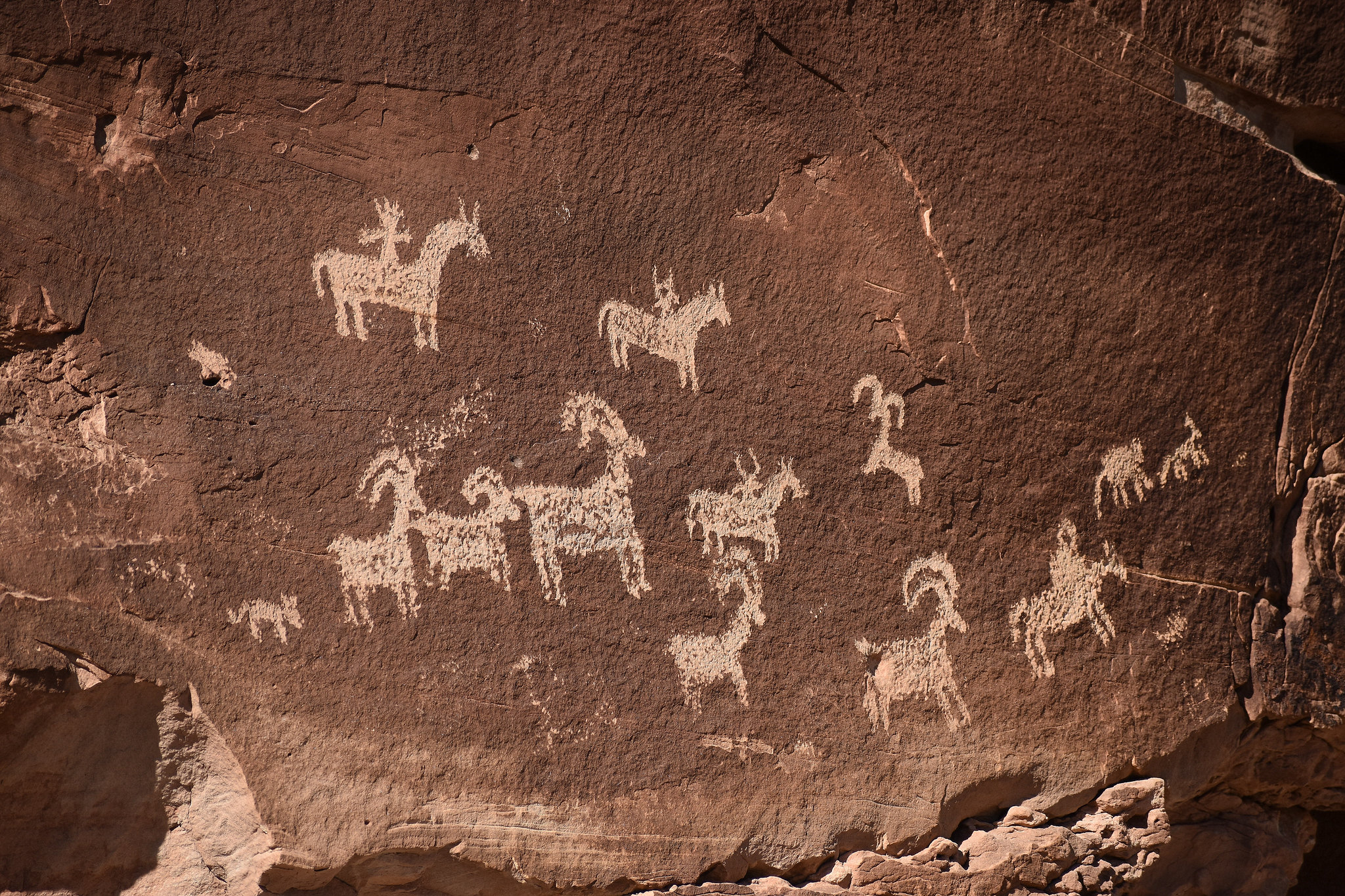 Petroglyphs (pecked rock markings) horse riders and a herd of several bighorn sheep.