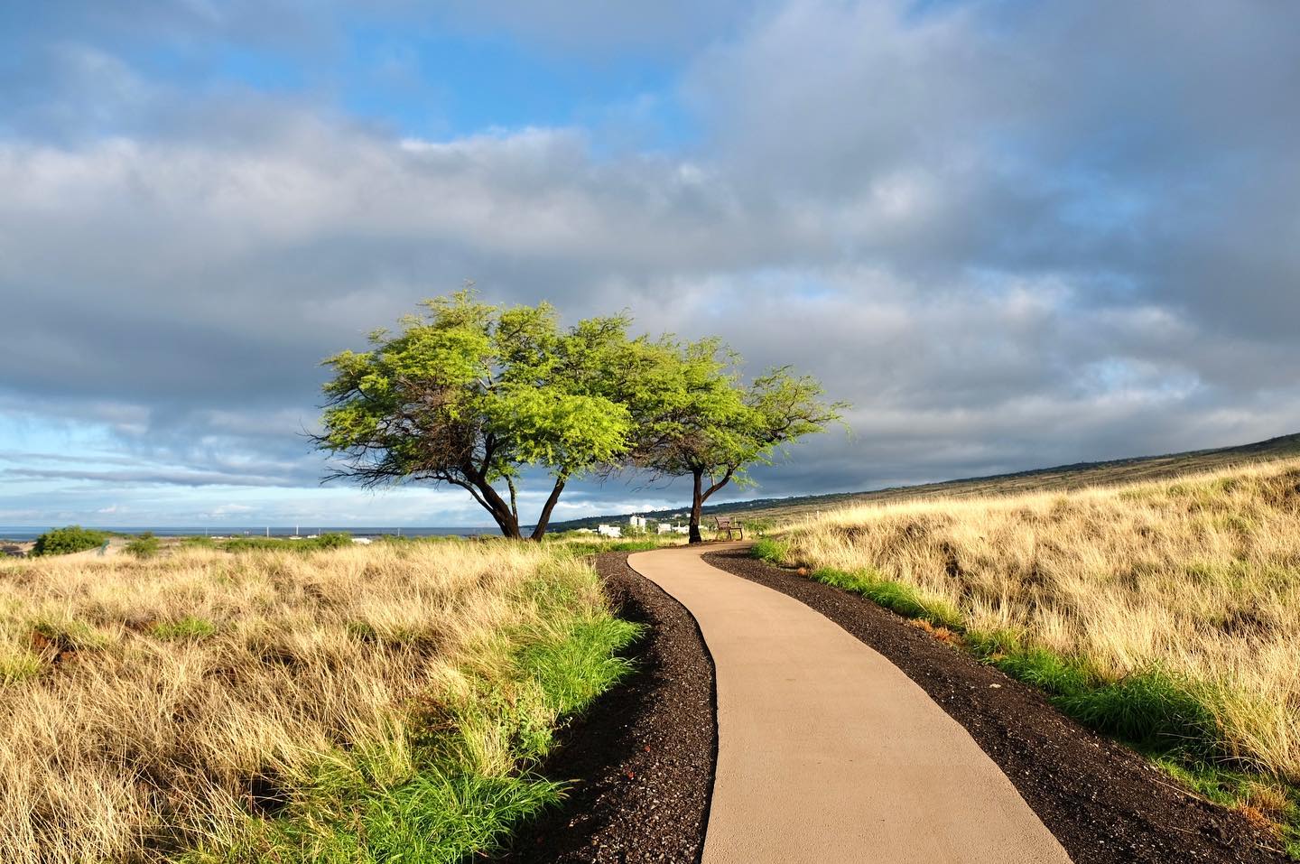 Paved trail along gentle slope, with two kiawe trees in the middle distance