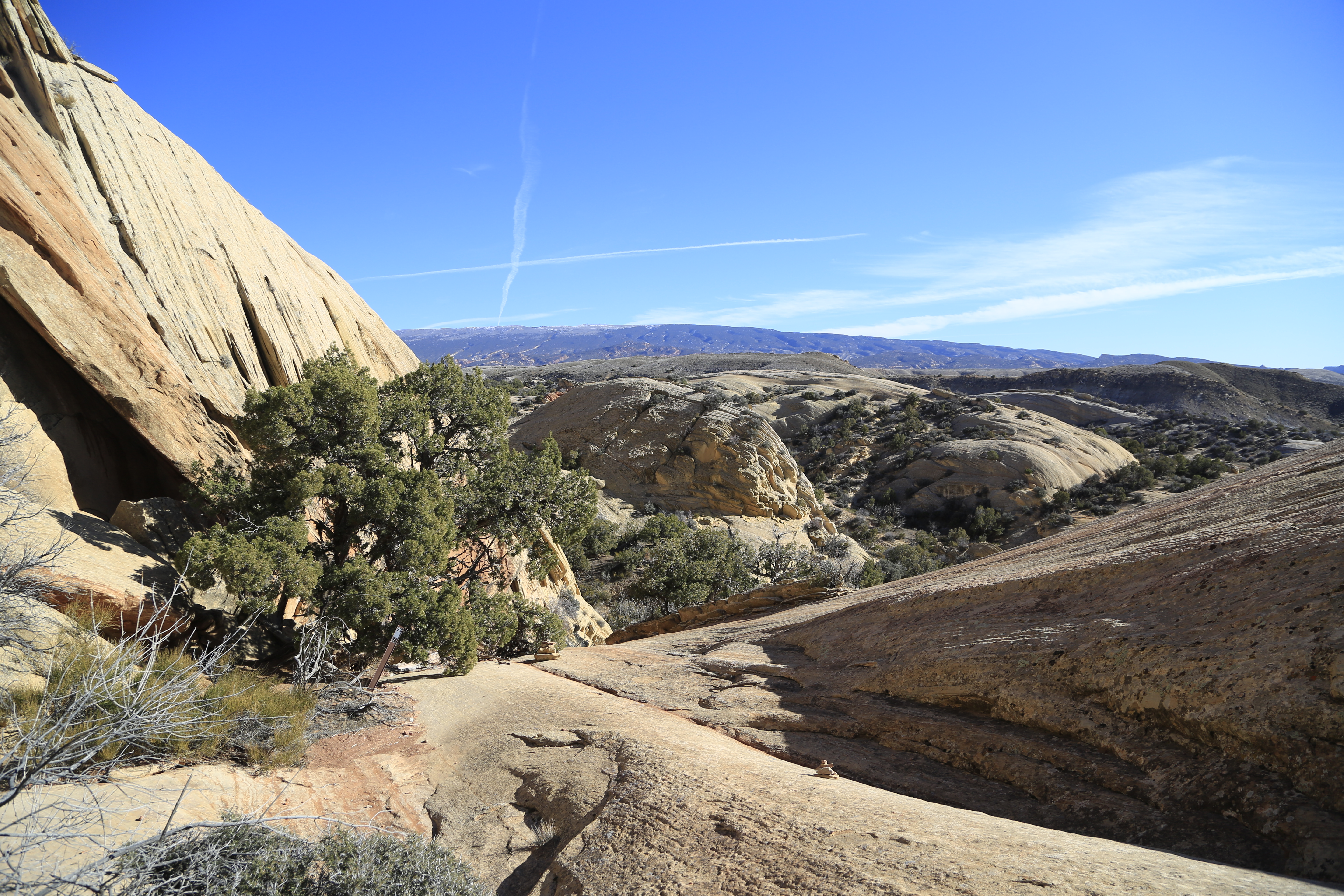 Sandstone cliffs winding downwards on a gentle slope with juniper trees growing amongst them..