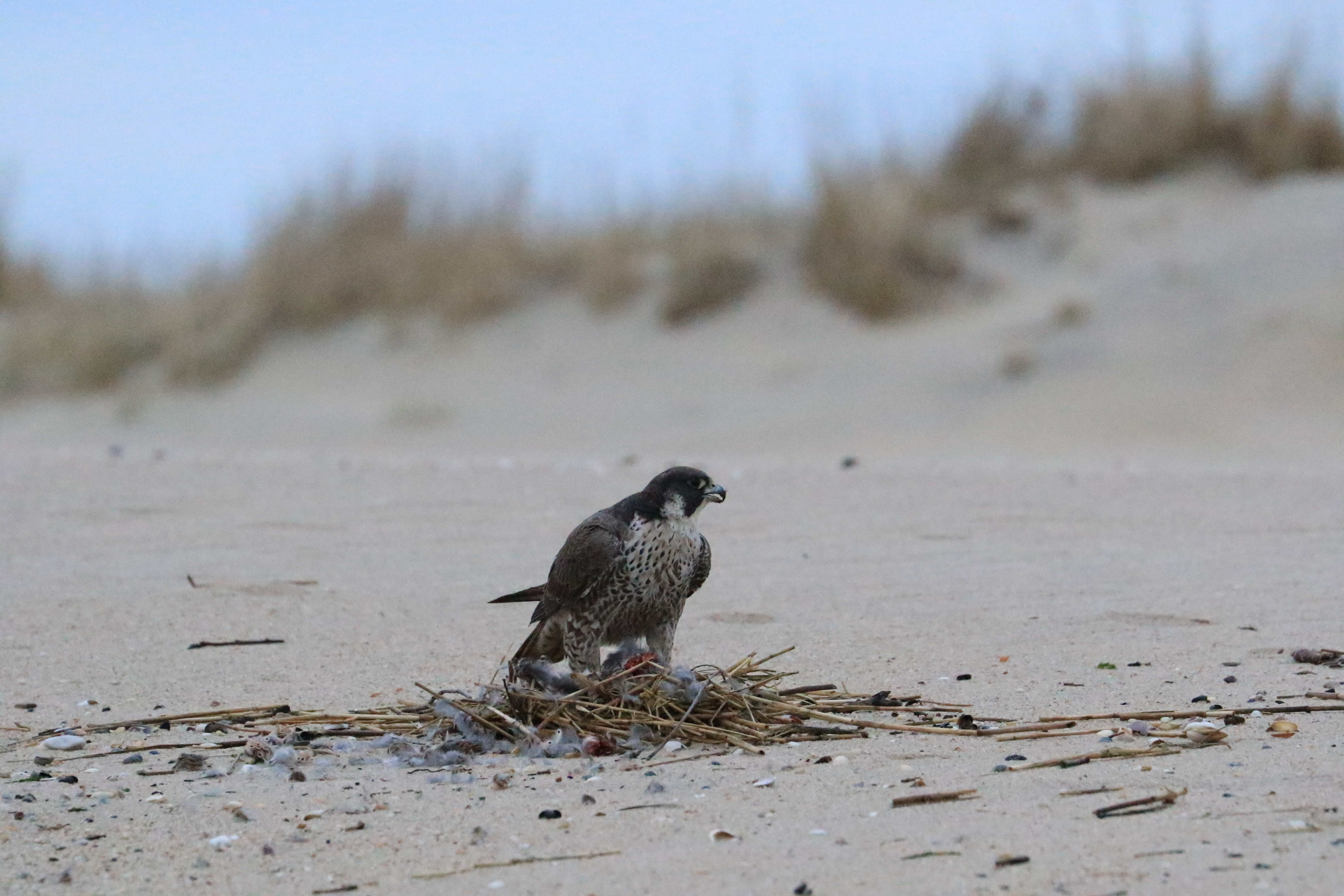 Osprey on the sand