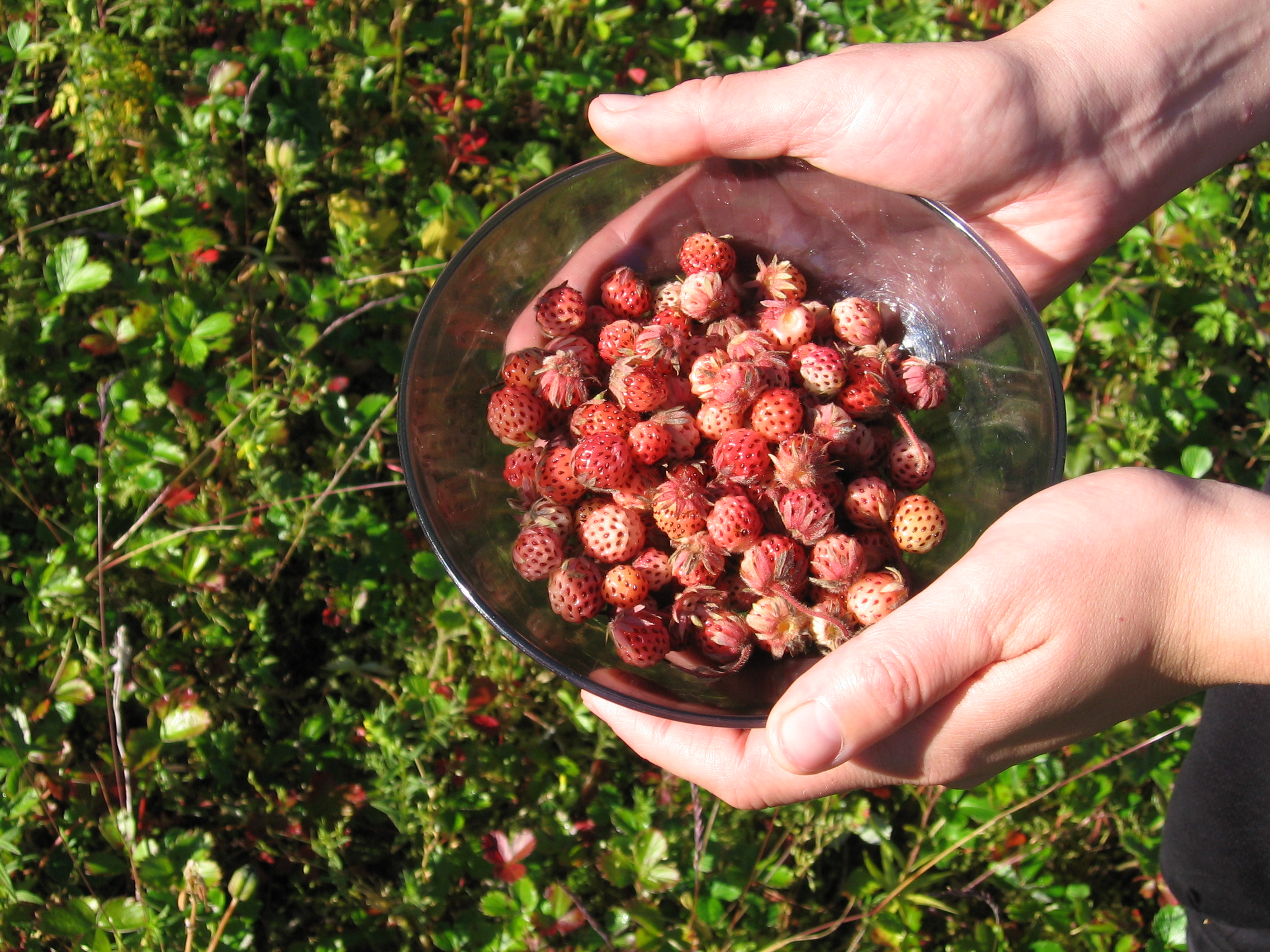 Hands holding a bowl of wild strawberries. Strawberry plants are visible on the ground beneath.