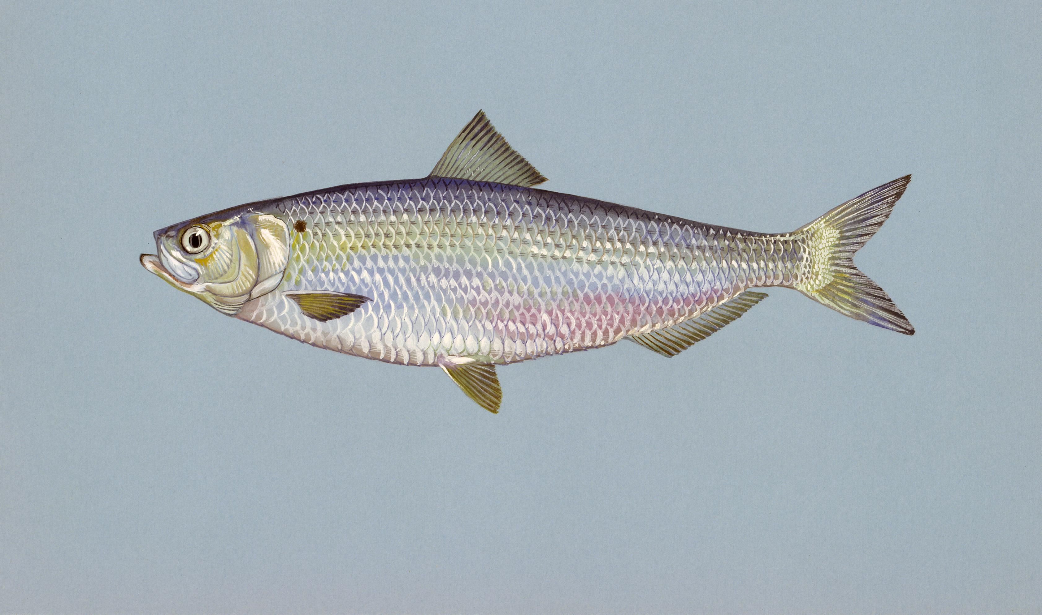 A small fish with silver color scales that iridesce.