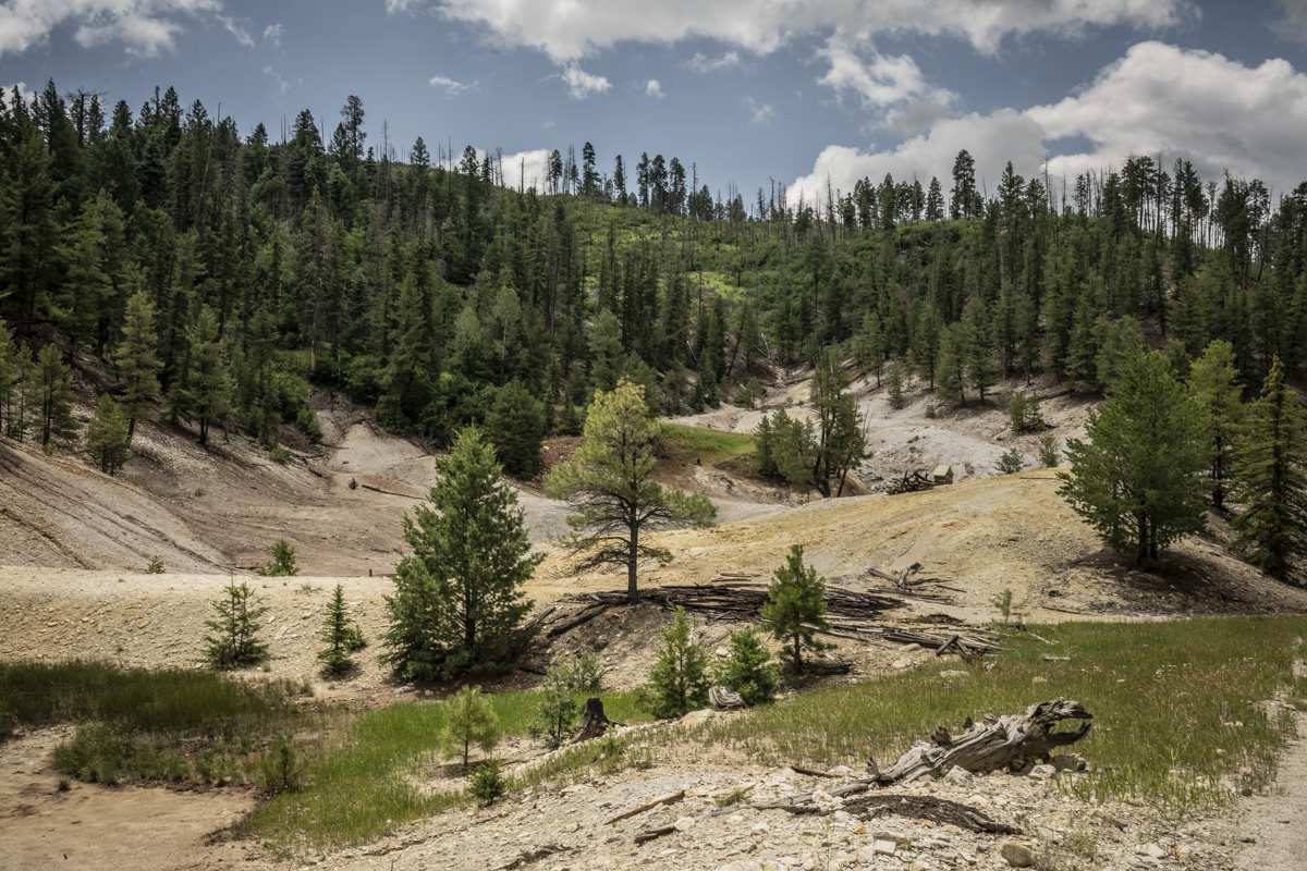 Looking across a hilly, geothermal landscape of bleached rock and soil with trees along the edges.