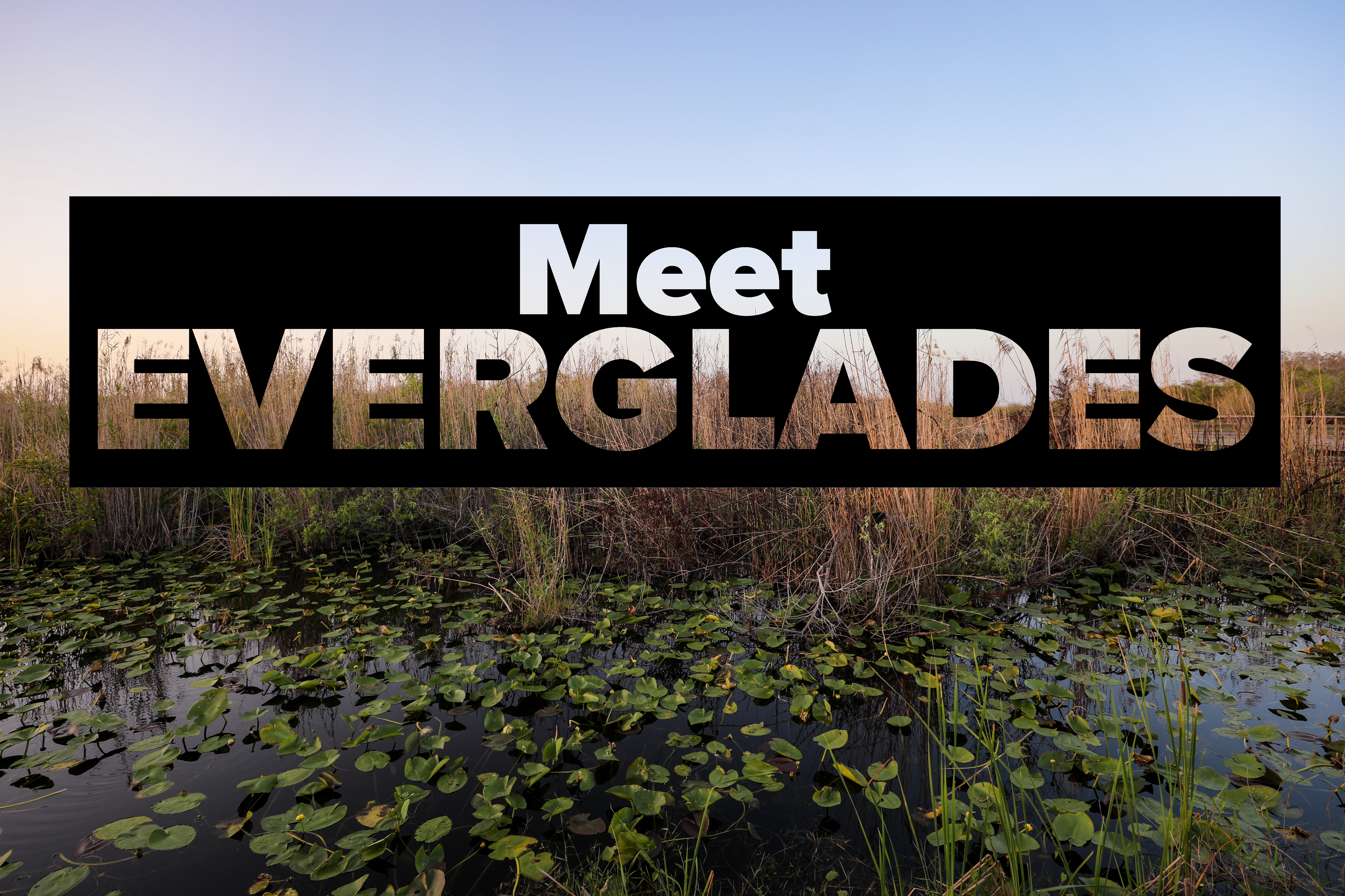 A graphic with text that says, "Meet Everglades". The text is situated in front of sawgrass.