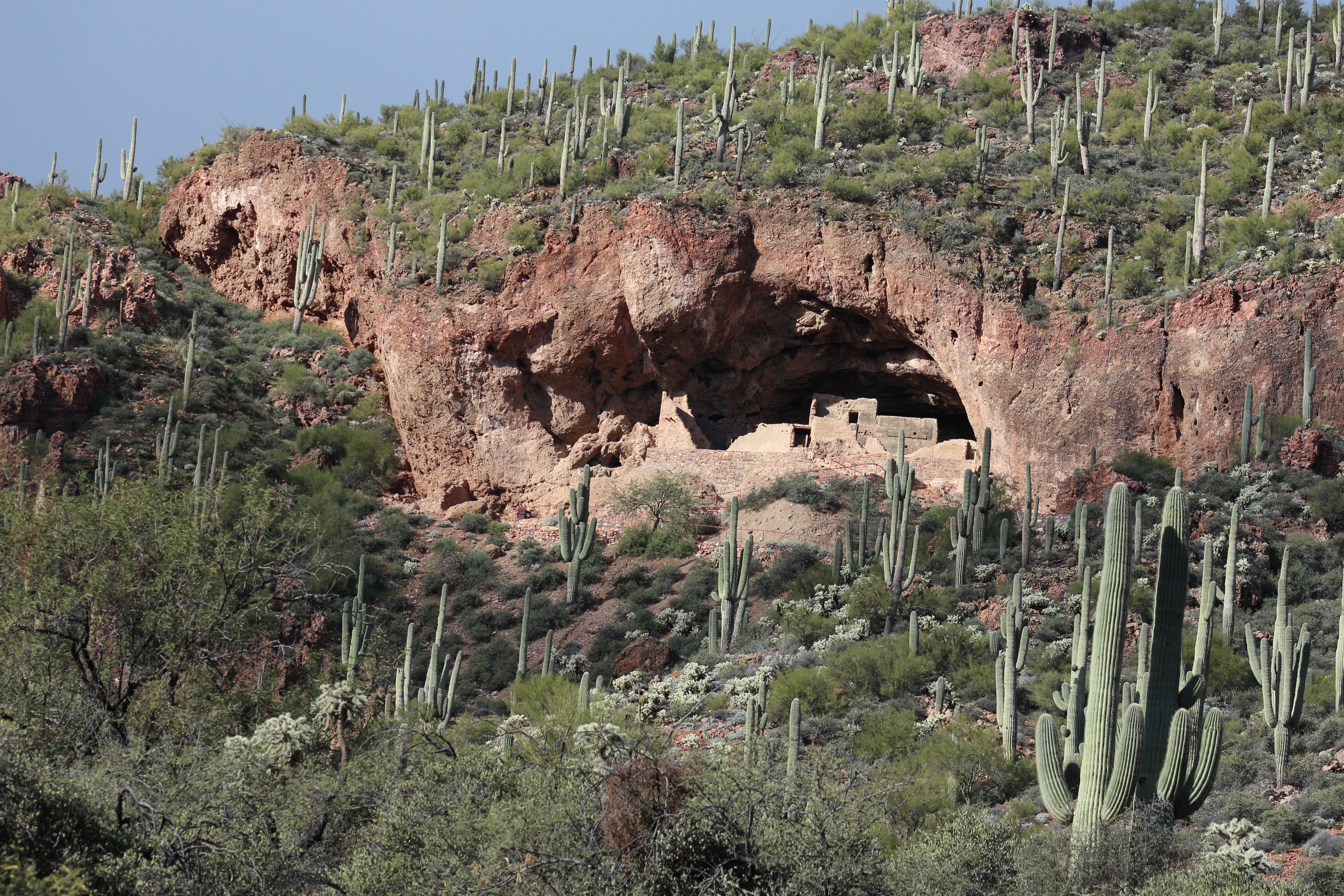Lower Cliff Dwelling set in a hillside covered by Saguaro cactus and other green desert vegetation.