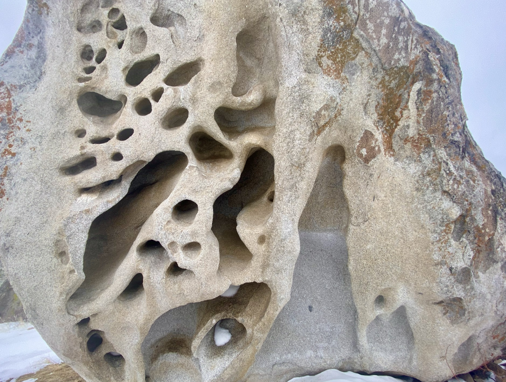 A boulder covered in deep divots showing tafoni or honeycomb weathering.