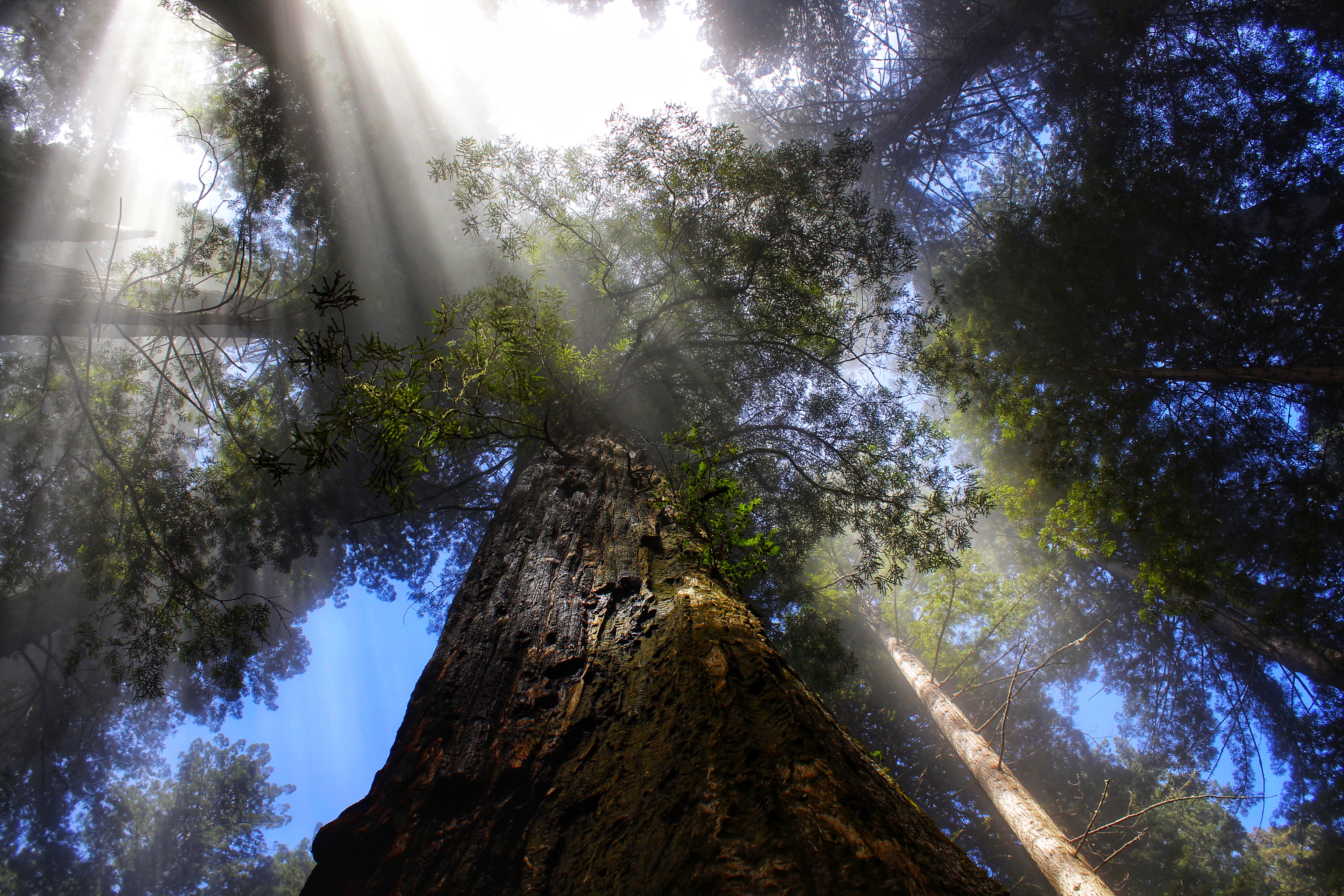 Light shines through fog as you gaze at the crown of an old-growth redwood.