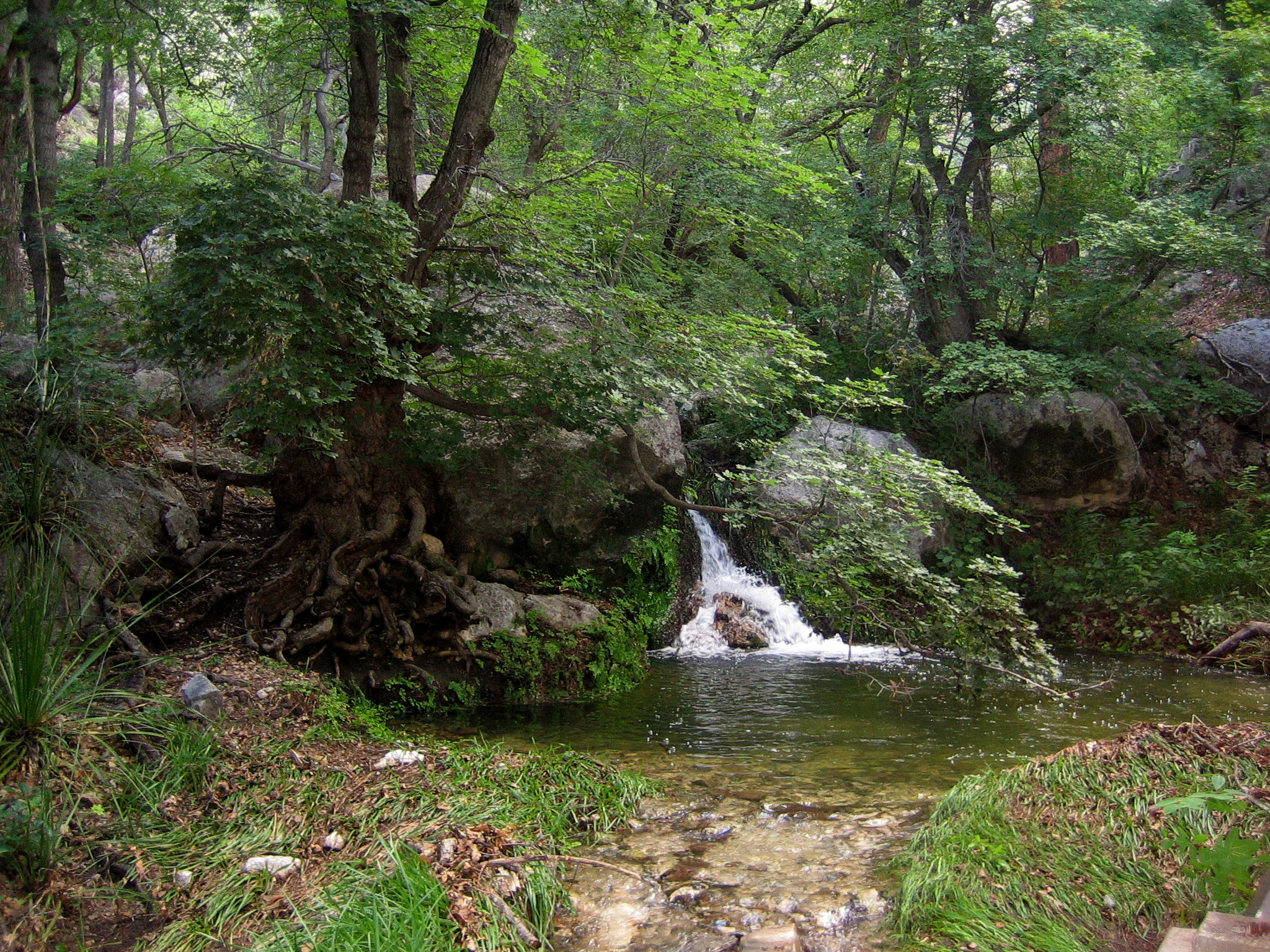 Water flows into a pool under a canopy of trees