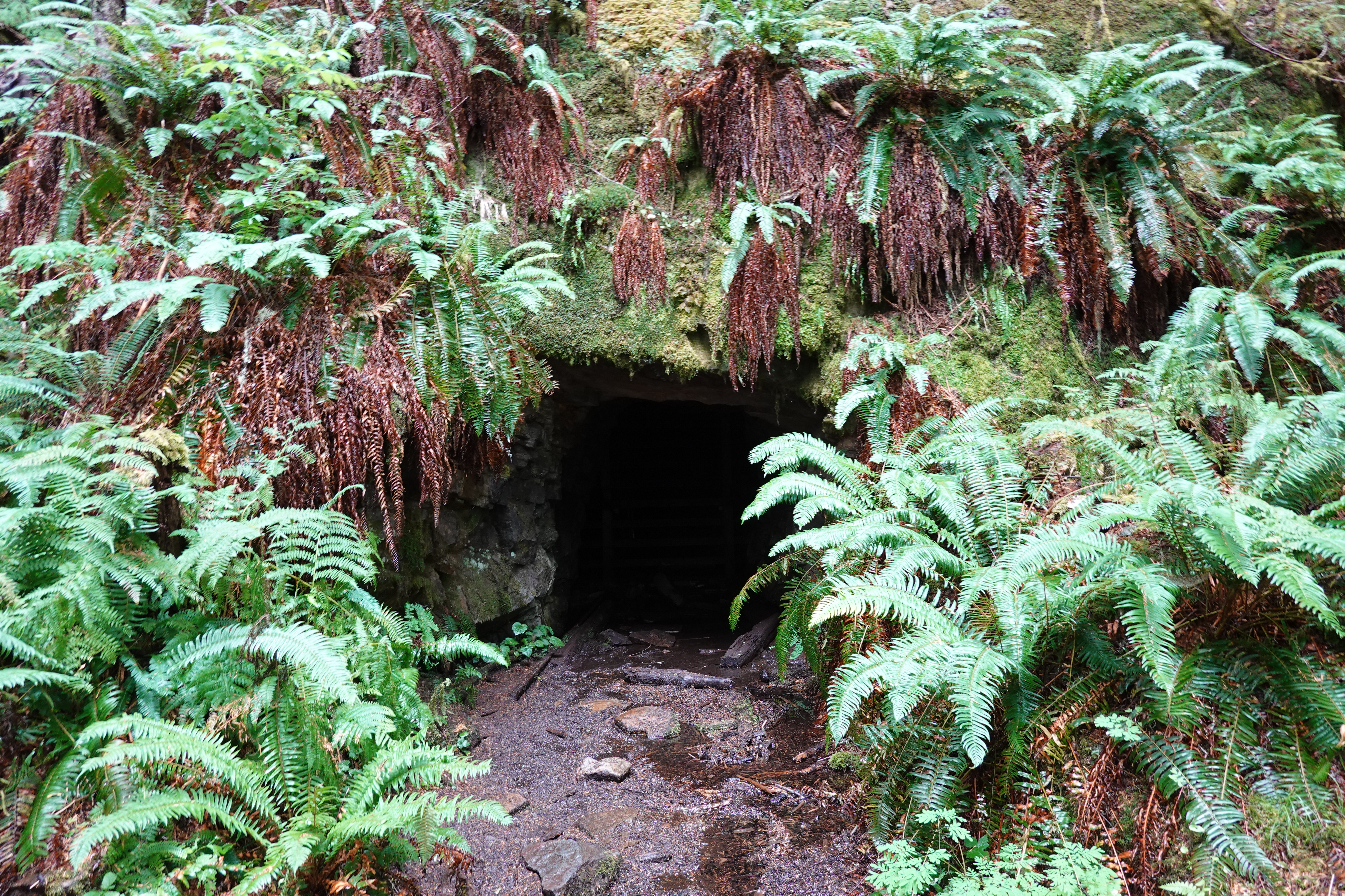 A roughly square mine entrance cut into a rocky hillside covered in ferns and moss and tall trees.