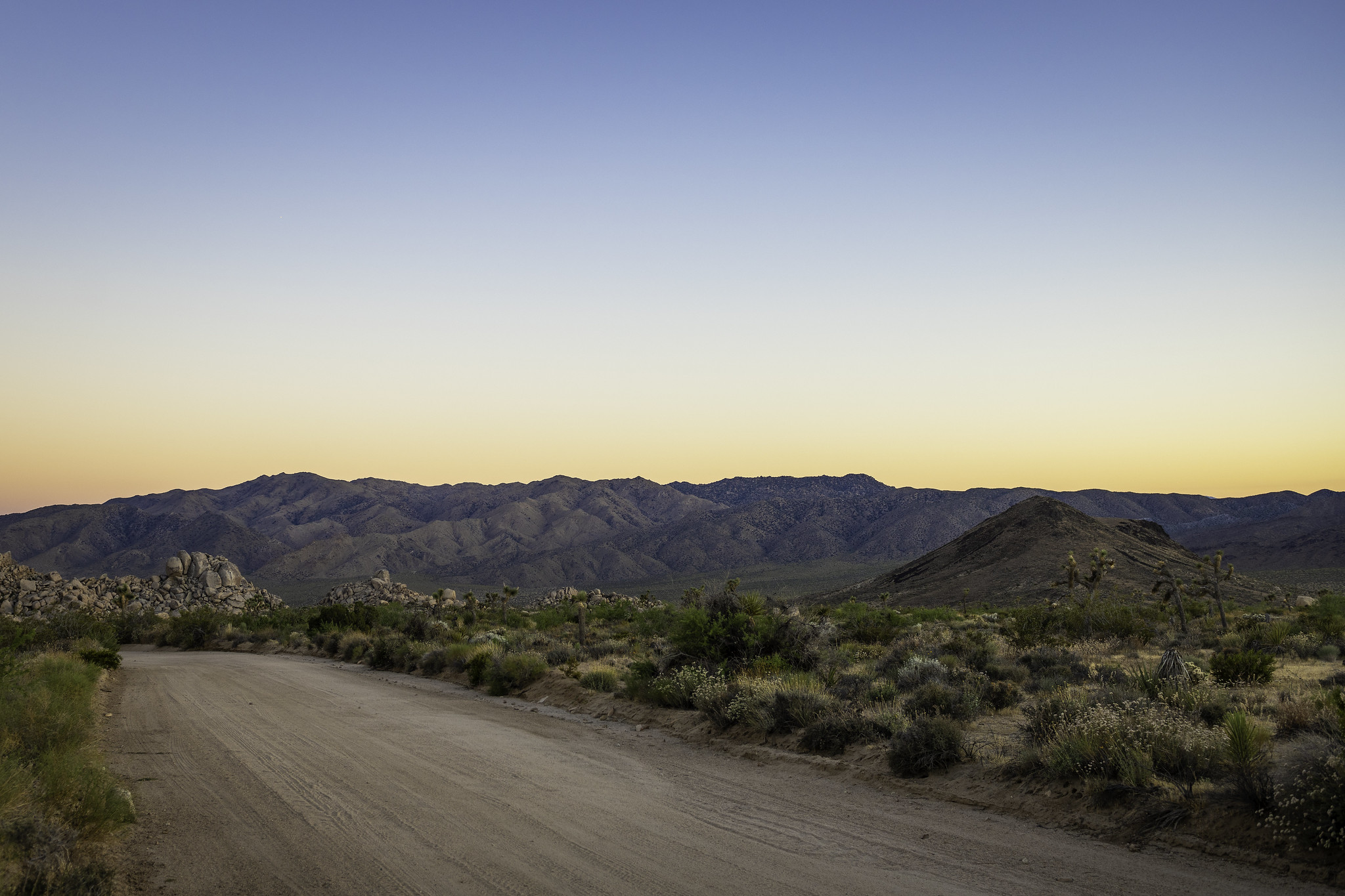 A dirt road surrounded by desert vegetation and rocks.
