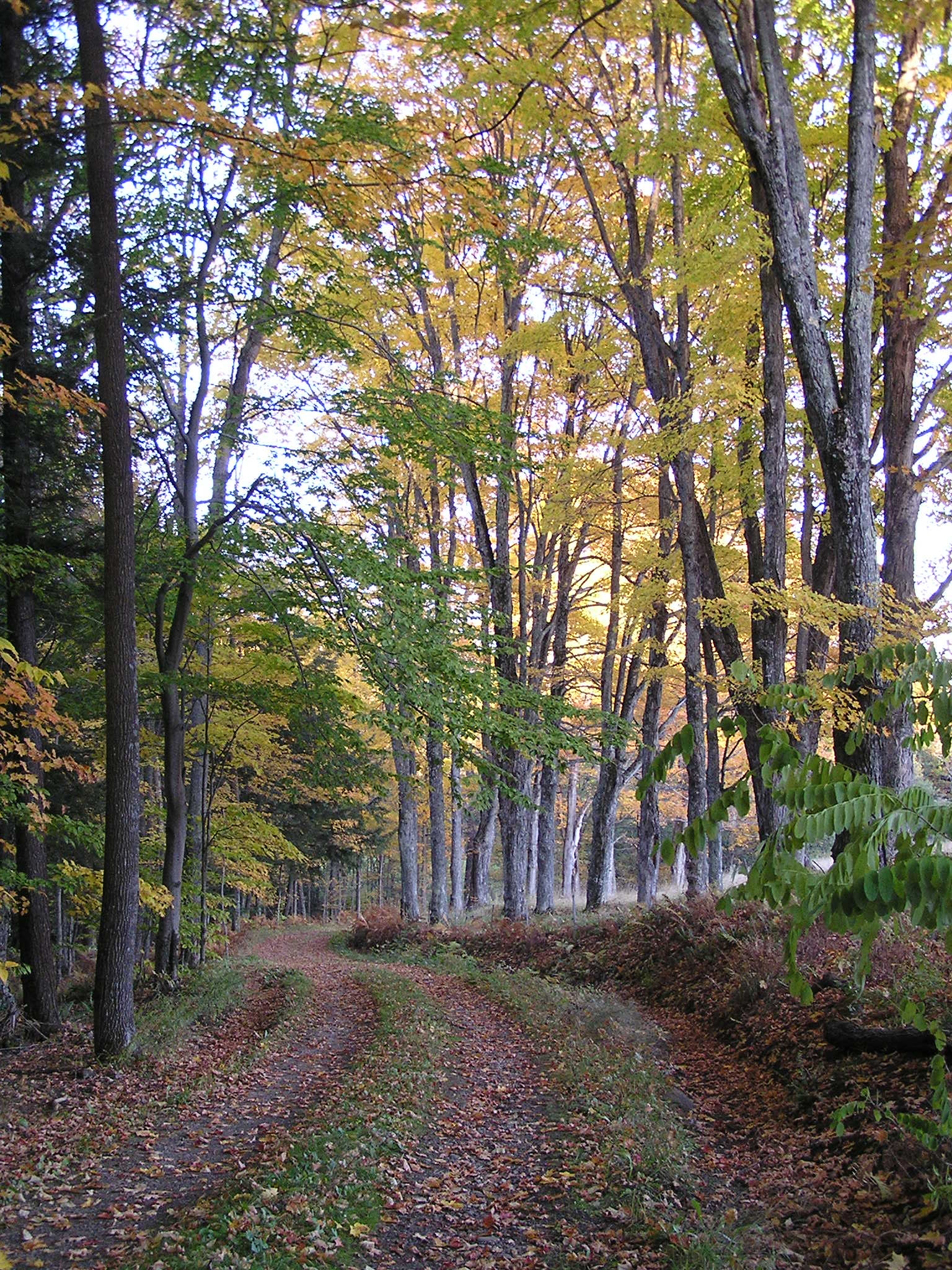 Hiking trail in the fall