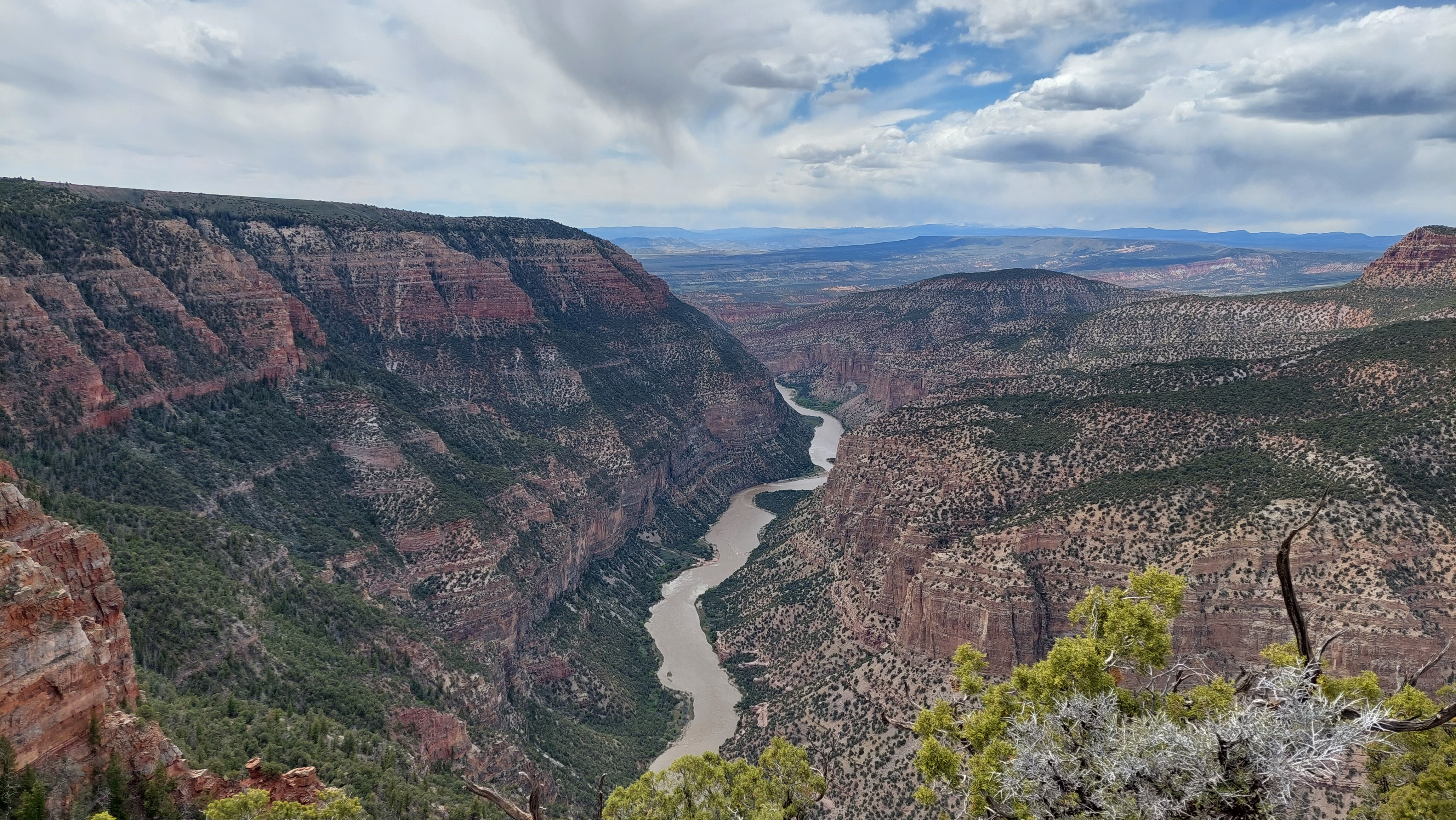 A large reddish sandstone canyon with pine trees dotted throughout.