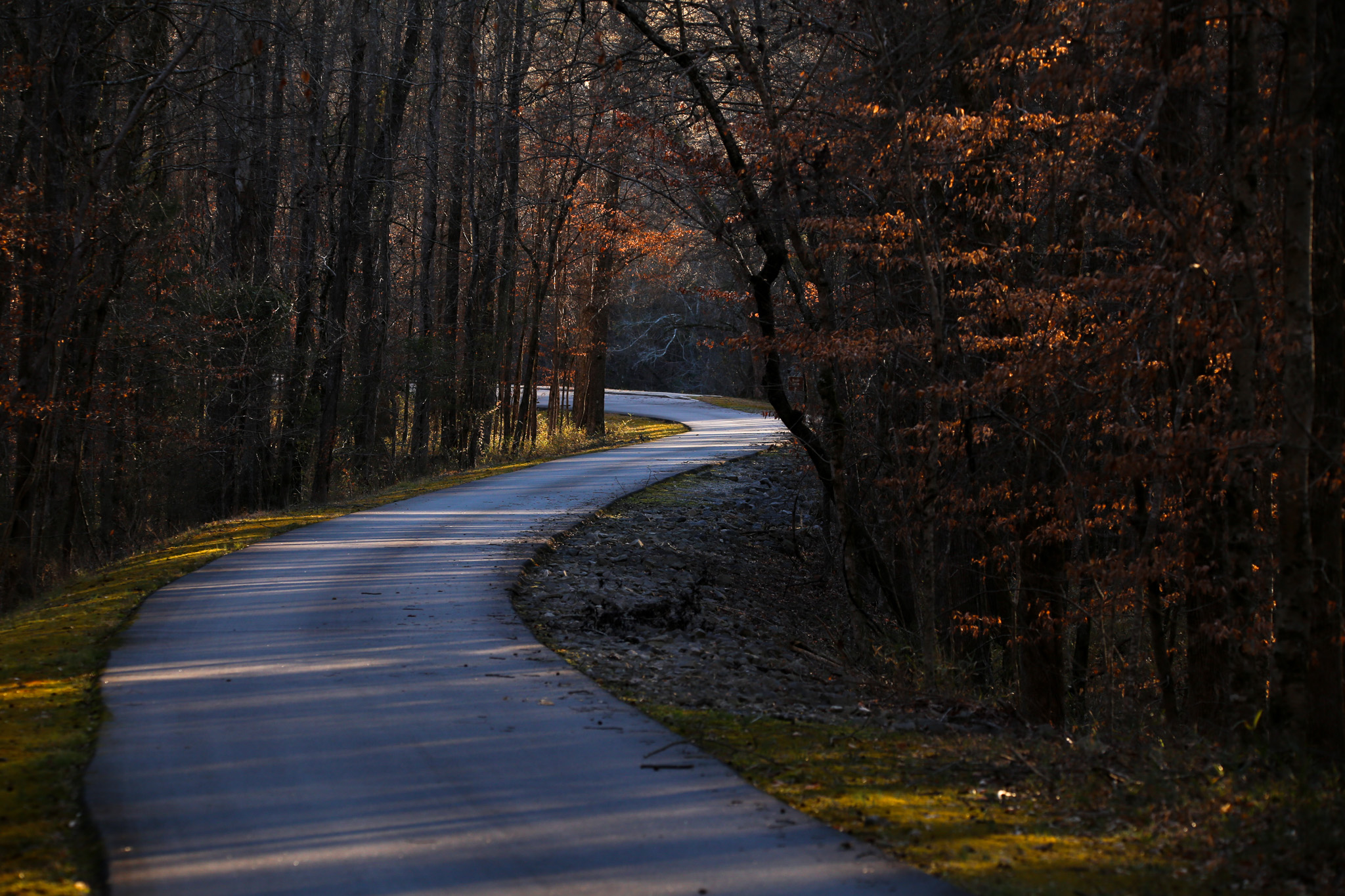 Image displays a winding road with moss and forested areas on either side in the morning light.