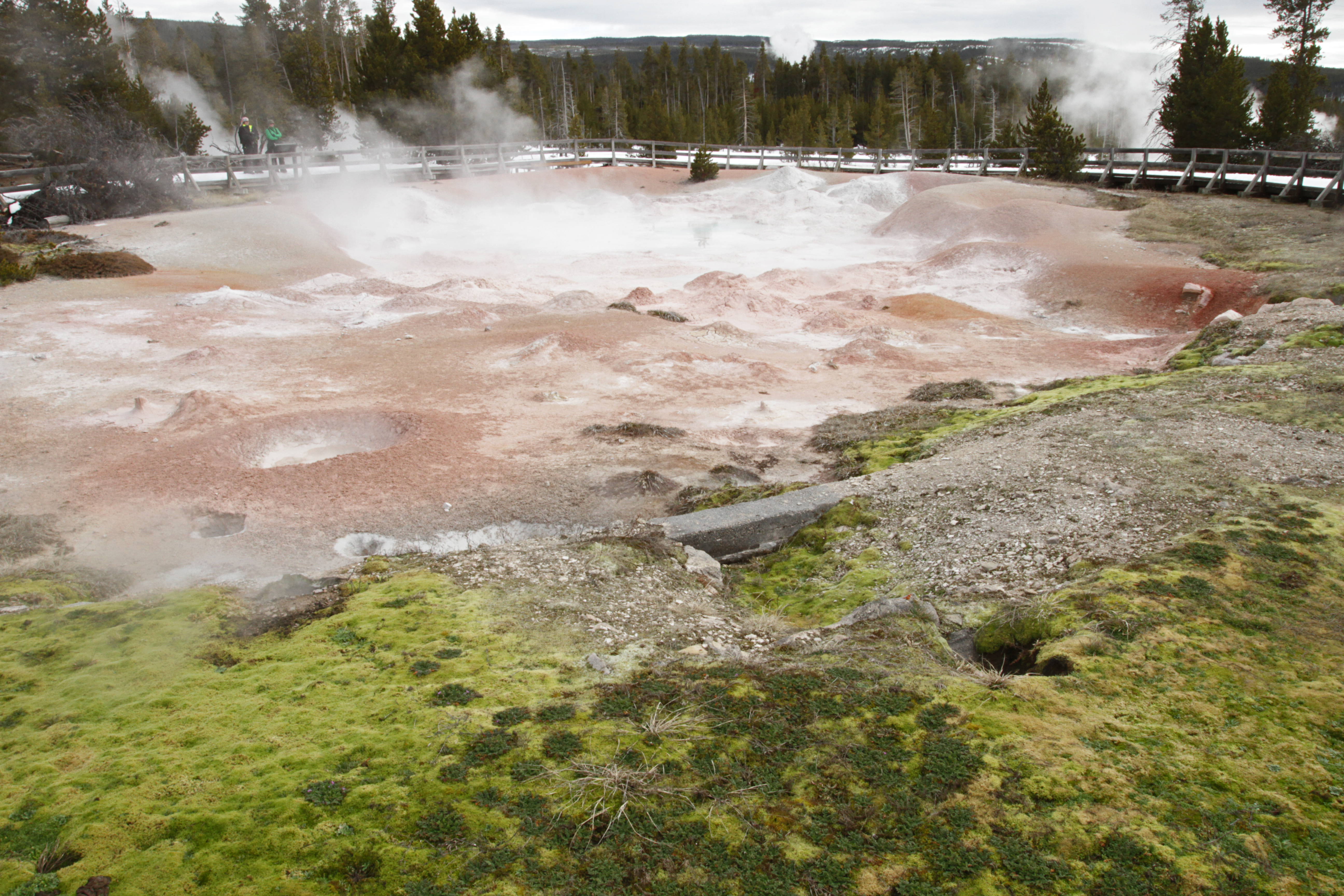 A large area of pink and tan mud that is bubbling and steaming.