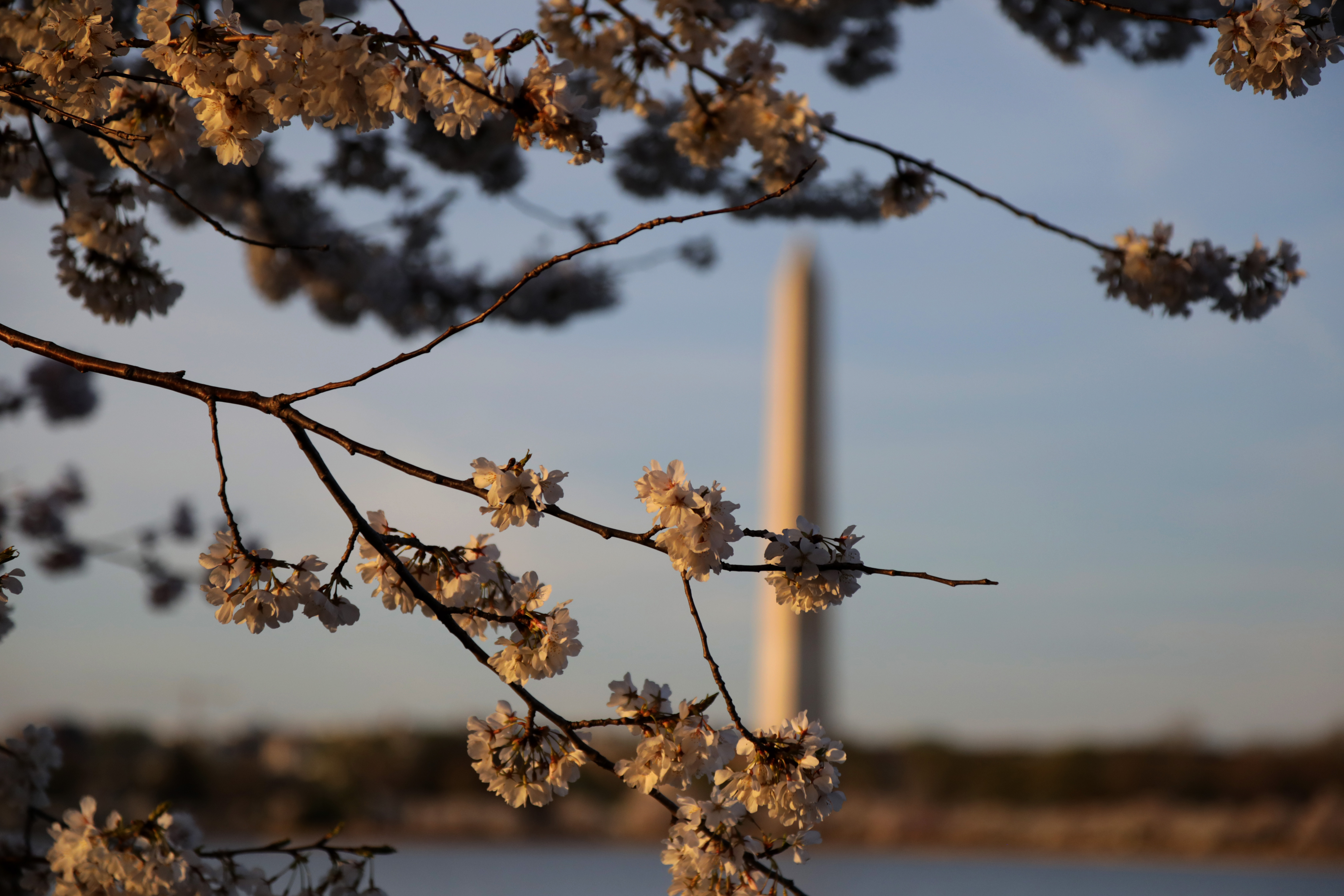 Cherry blossoms frame a view of the Washington Monument in the distance.