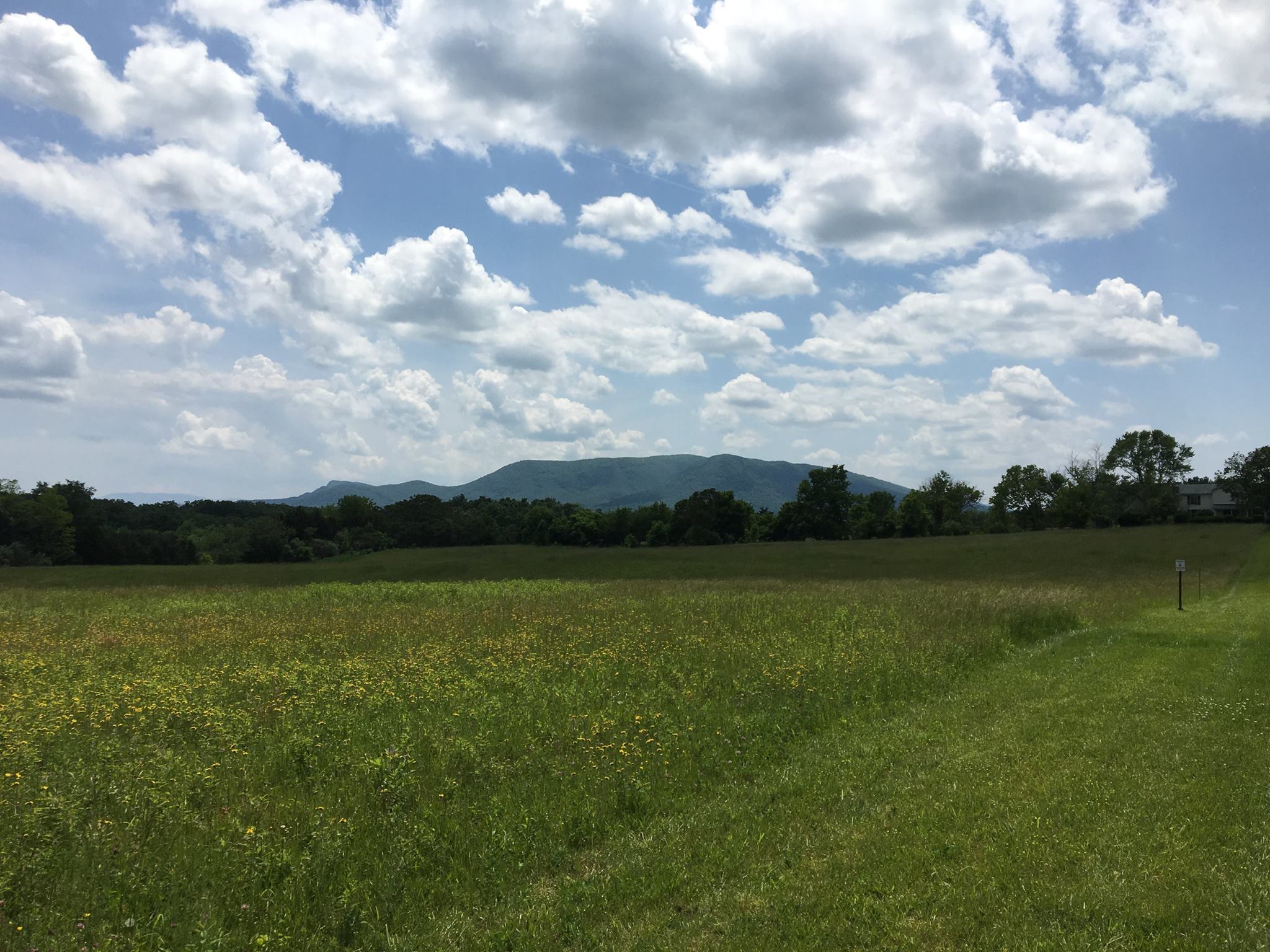 A mountain looms behind a grass field with mowed trails and a belt of trees.