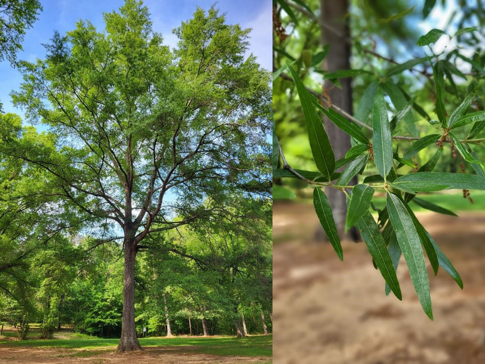 Two photos: the left of a large green shade tree and the right of narrow oval shaped leaves