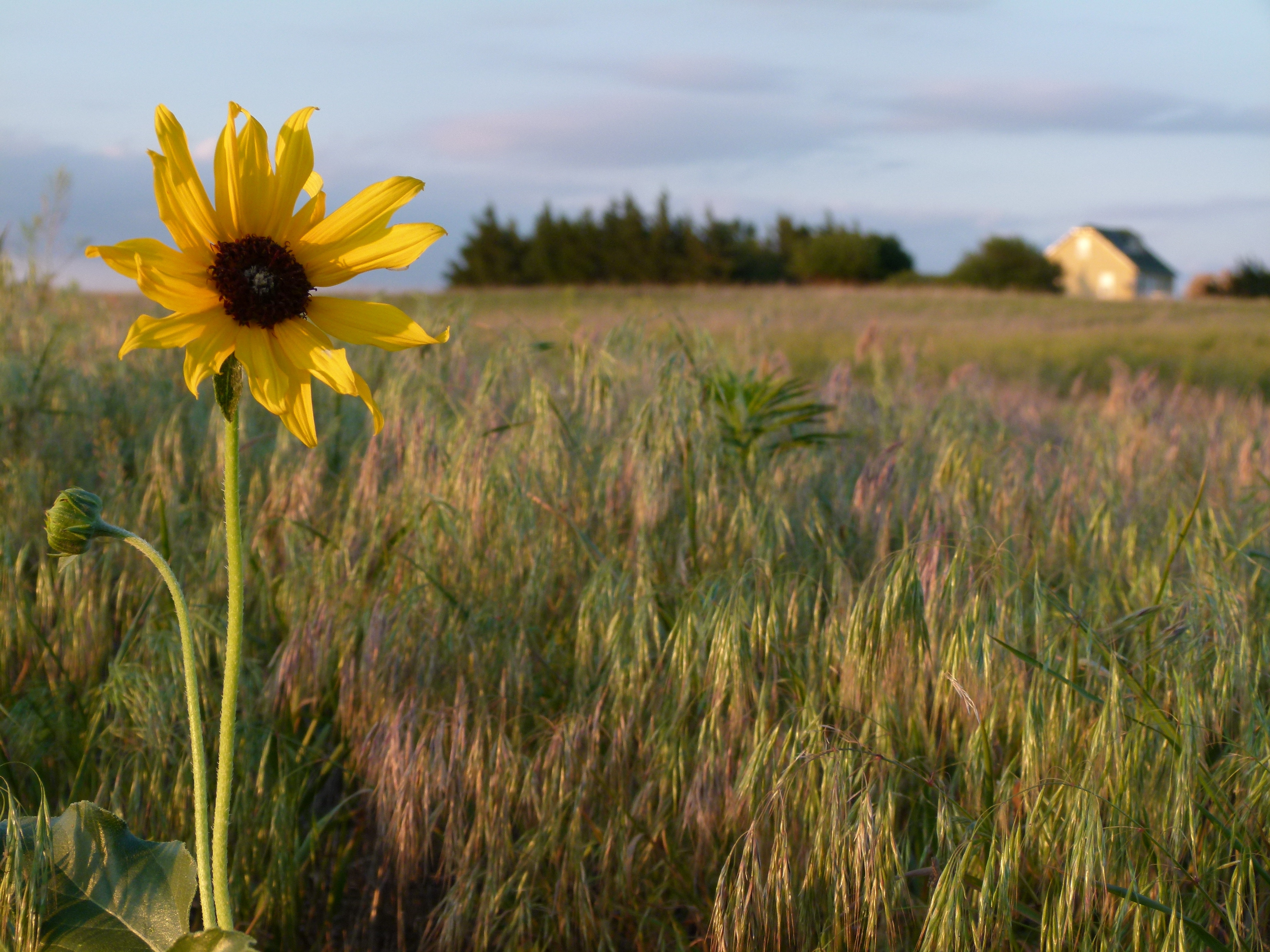 Prairie Sunflower