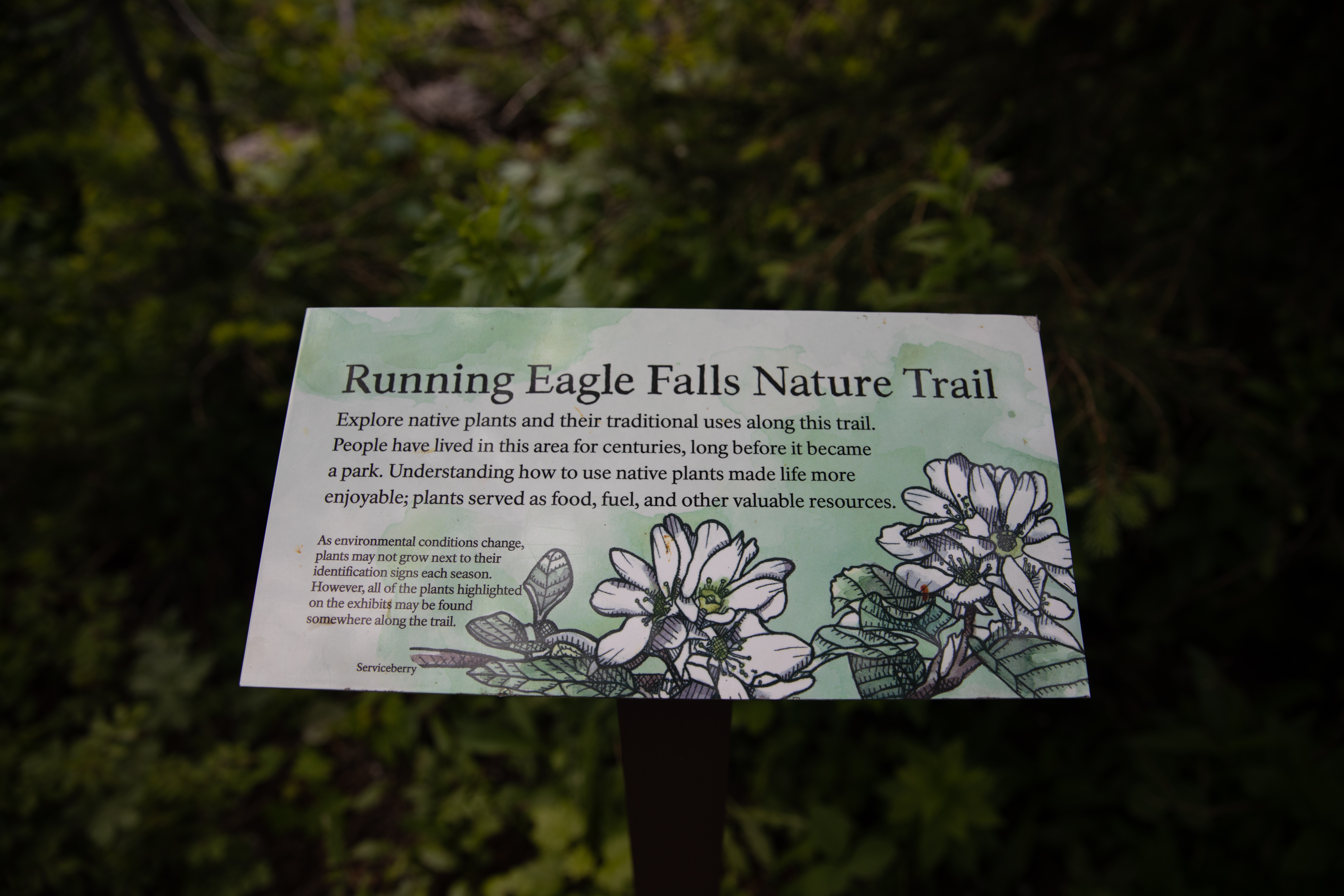 A small wayside of an illustrated serviceberry with explanatory text.