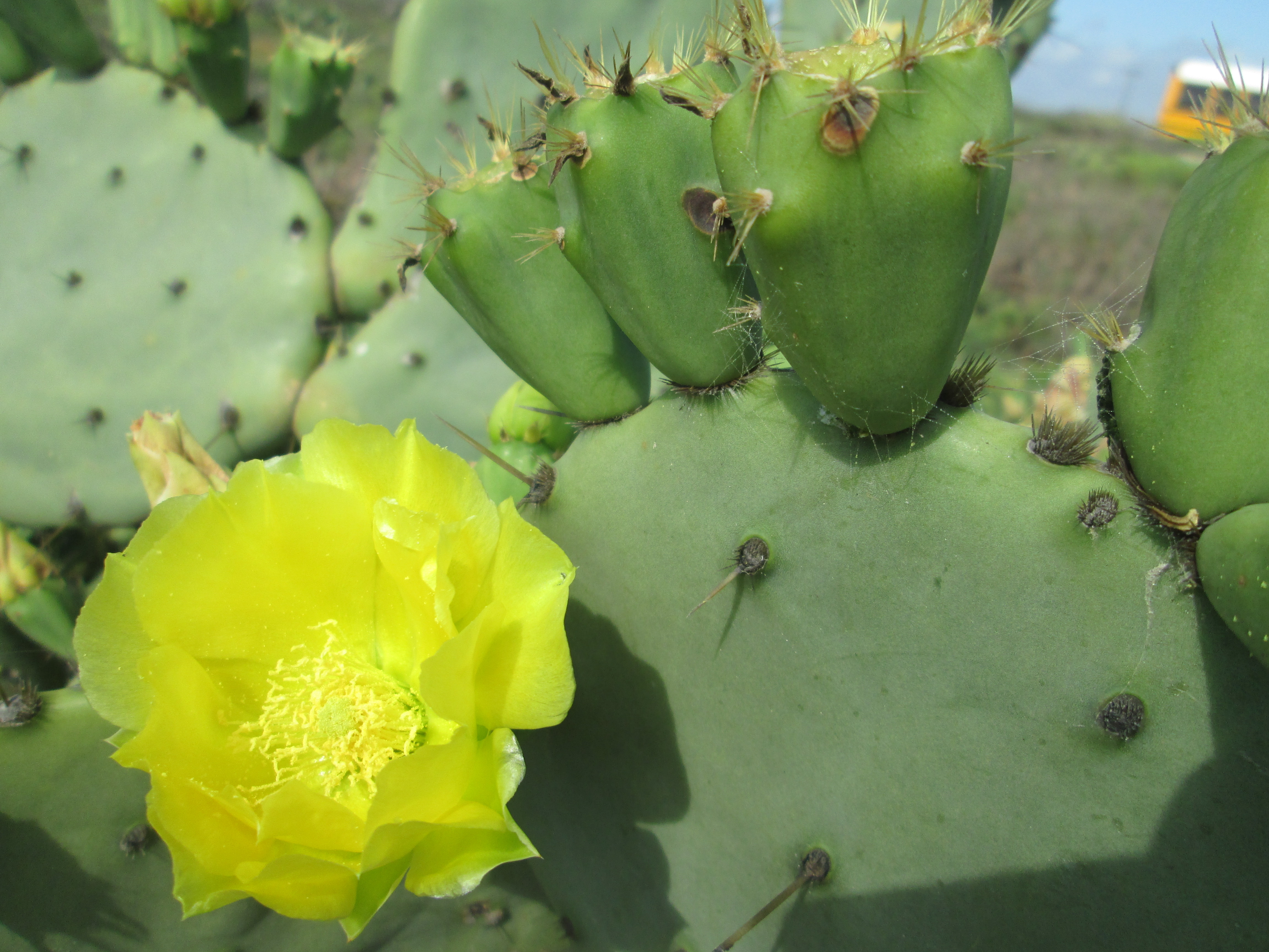 A cactus with a bright yellow flower.