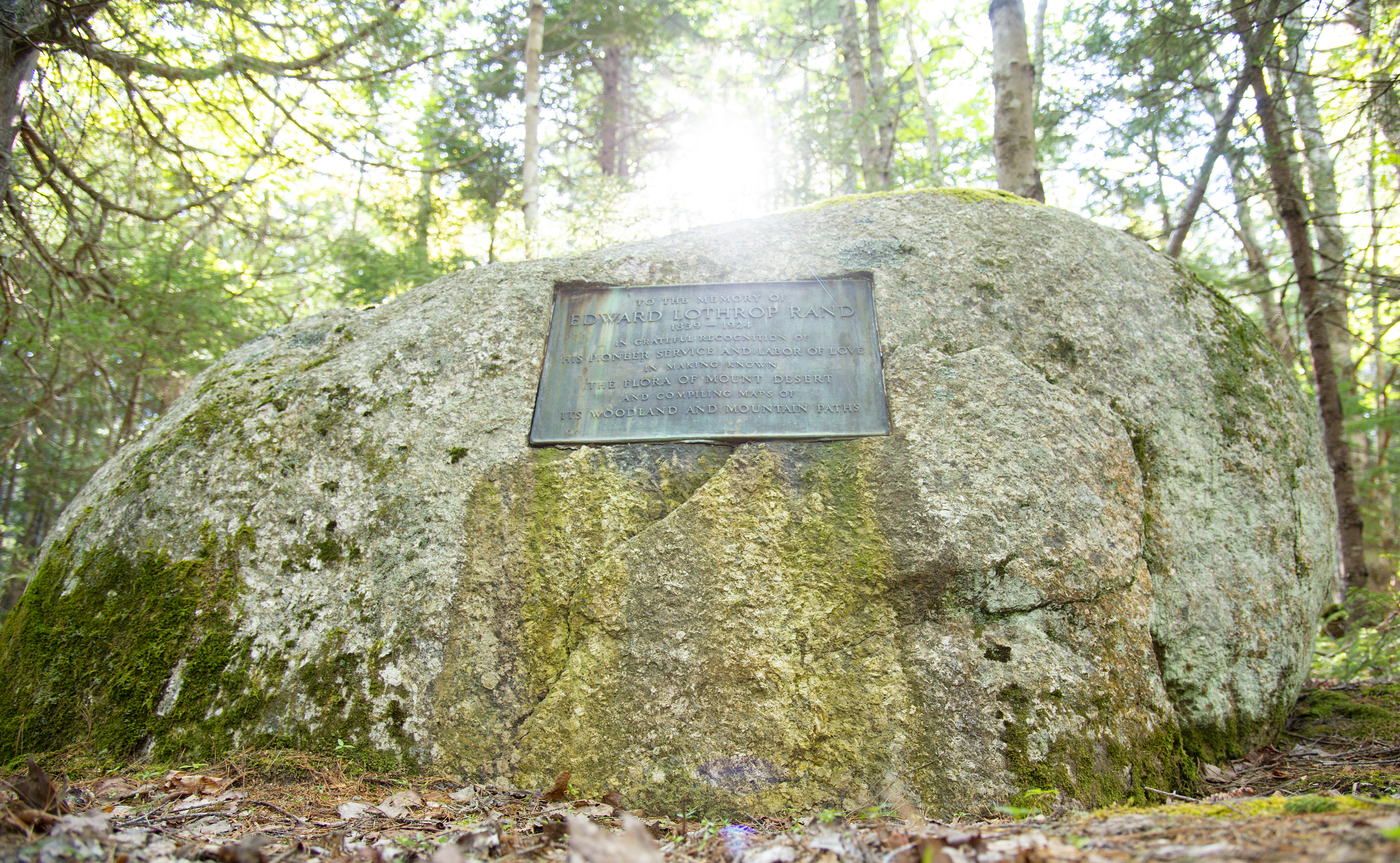 The sun shines through the trees behind a large rock with a weathered green plaque embedded in it.