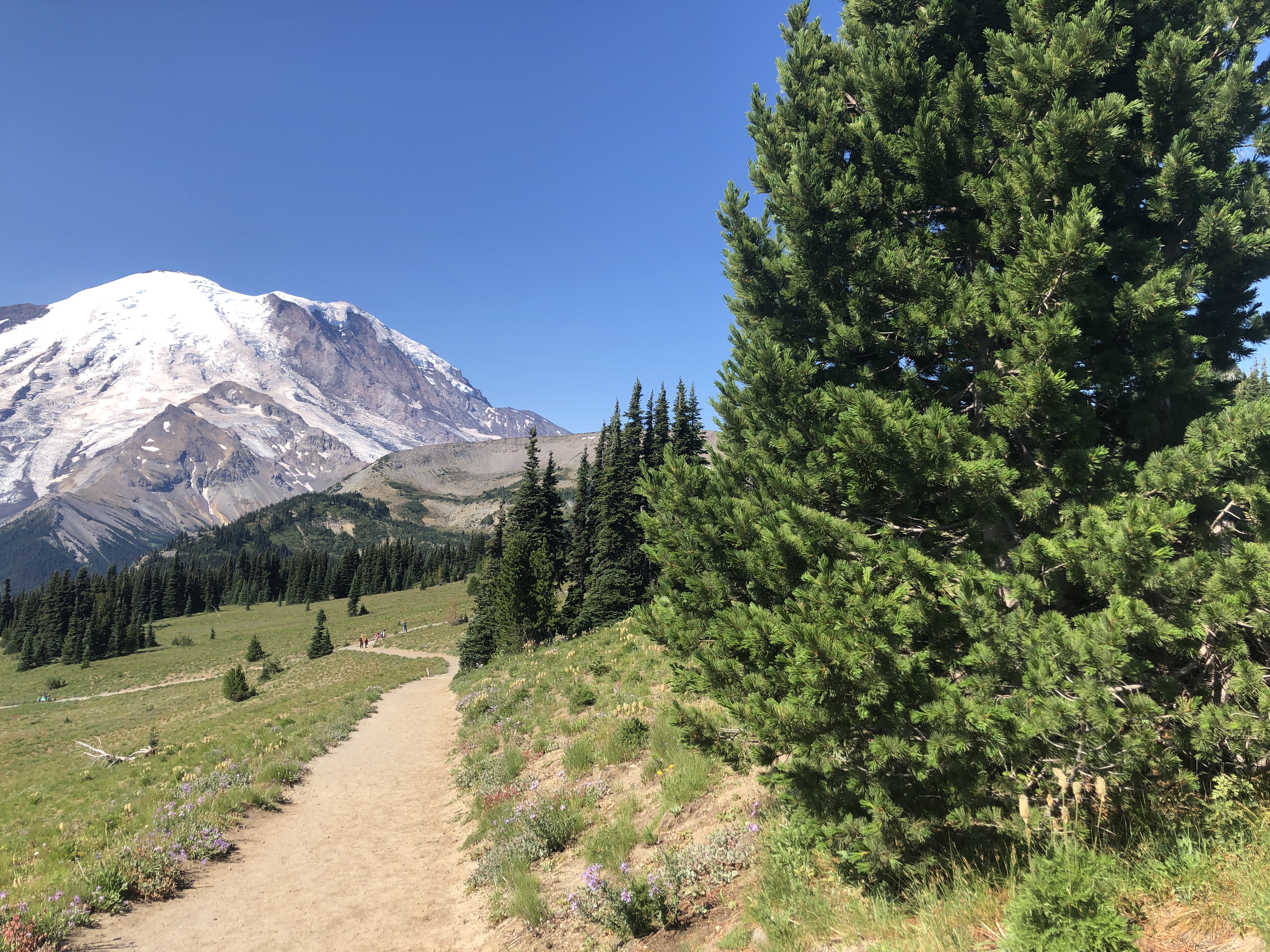 A dirt trail leads to a glaciated mountain view.