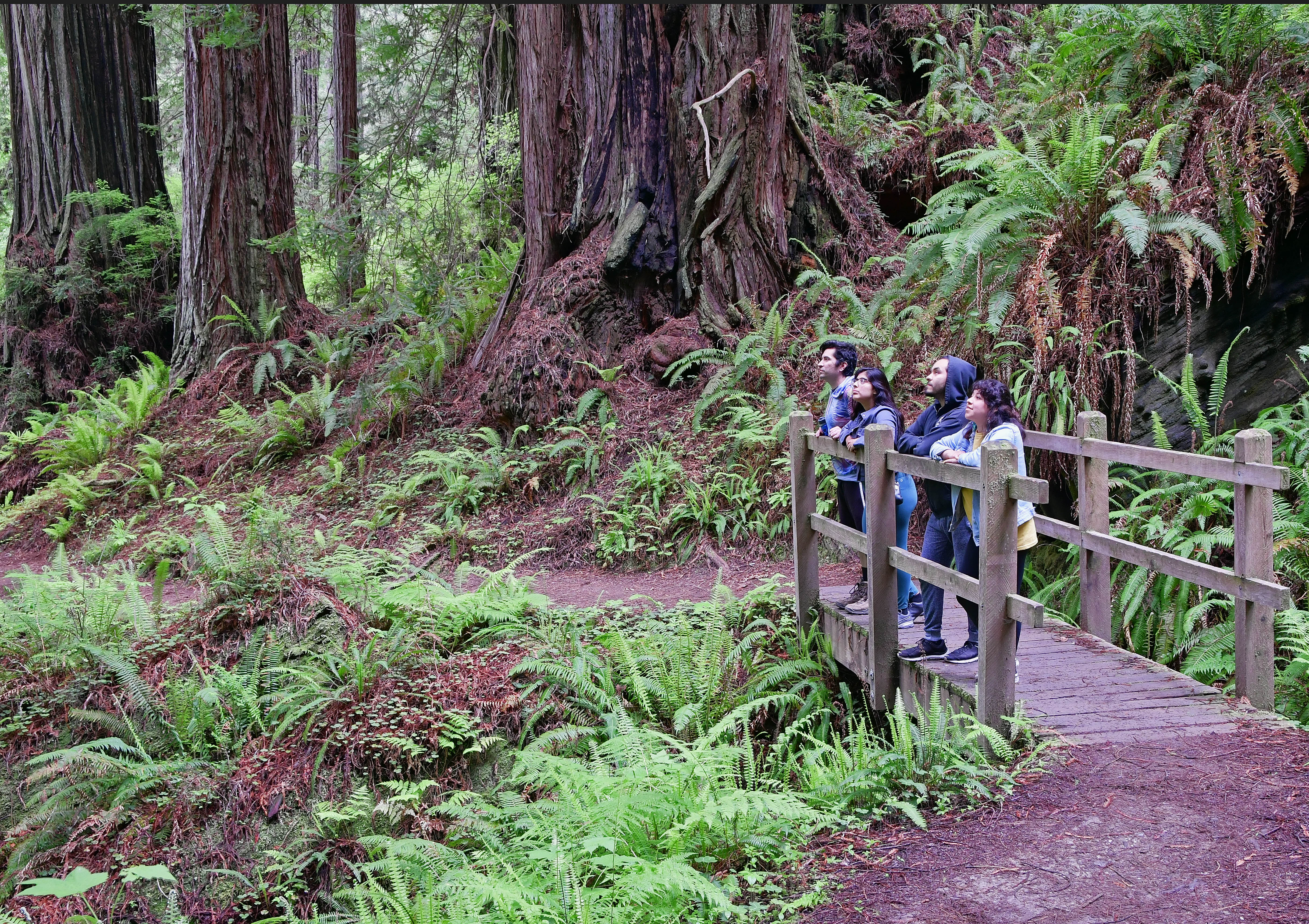 Four adults stand on a wooden bridge and gaze at redwood trees