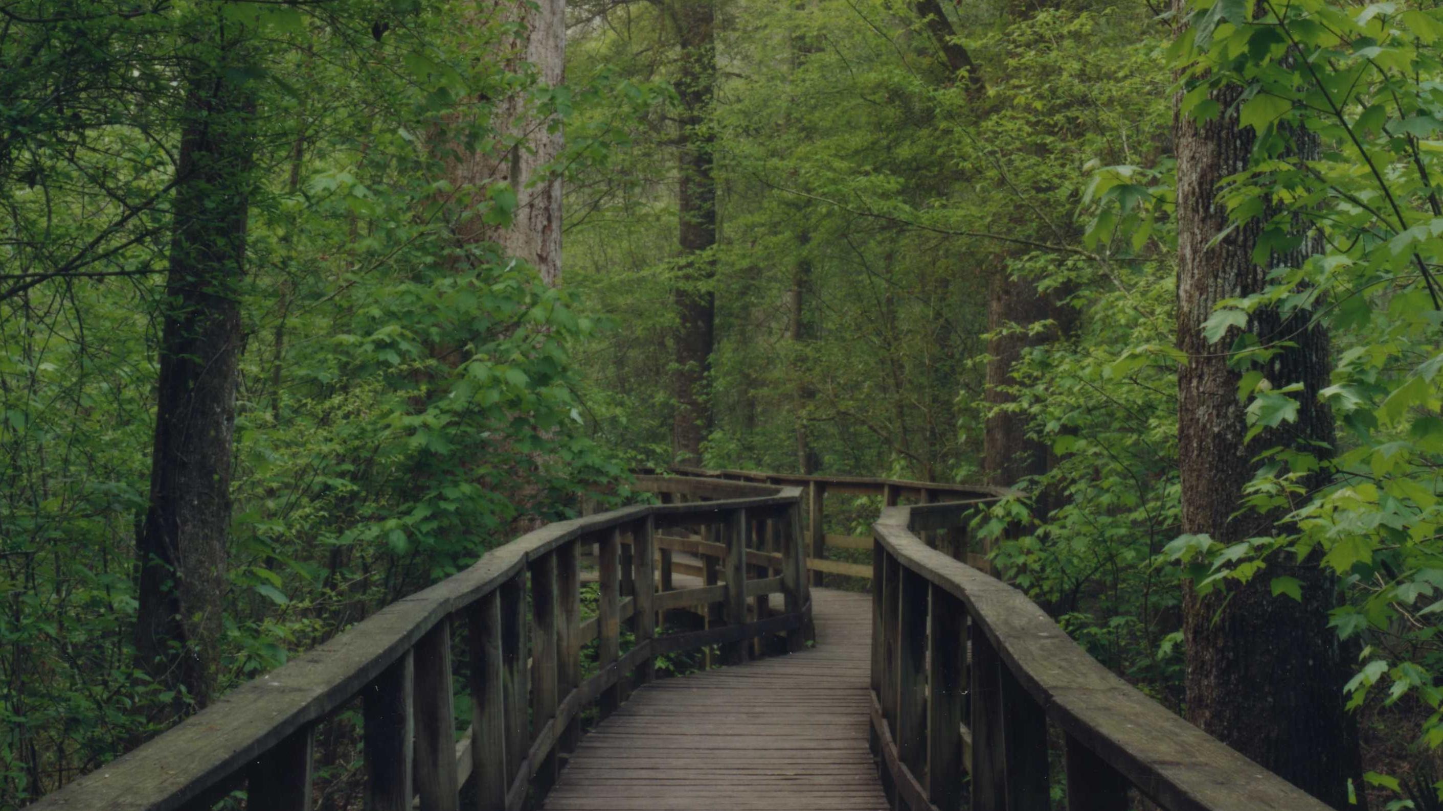 Elevated wooden pathway through a forest