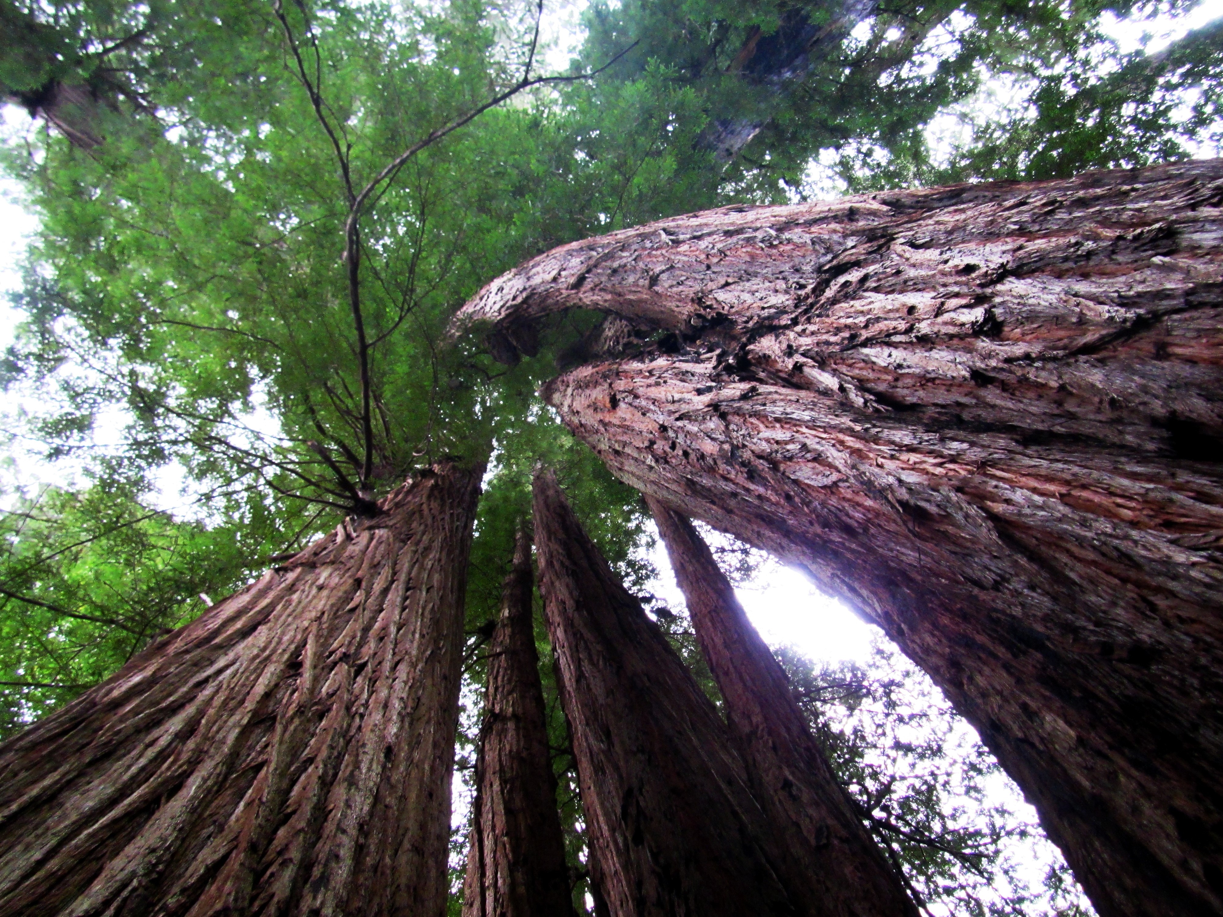 Multiple cloned redwood trunks, two of which are spiraling, rise skyward.