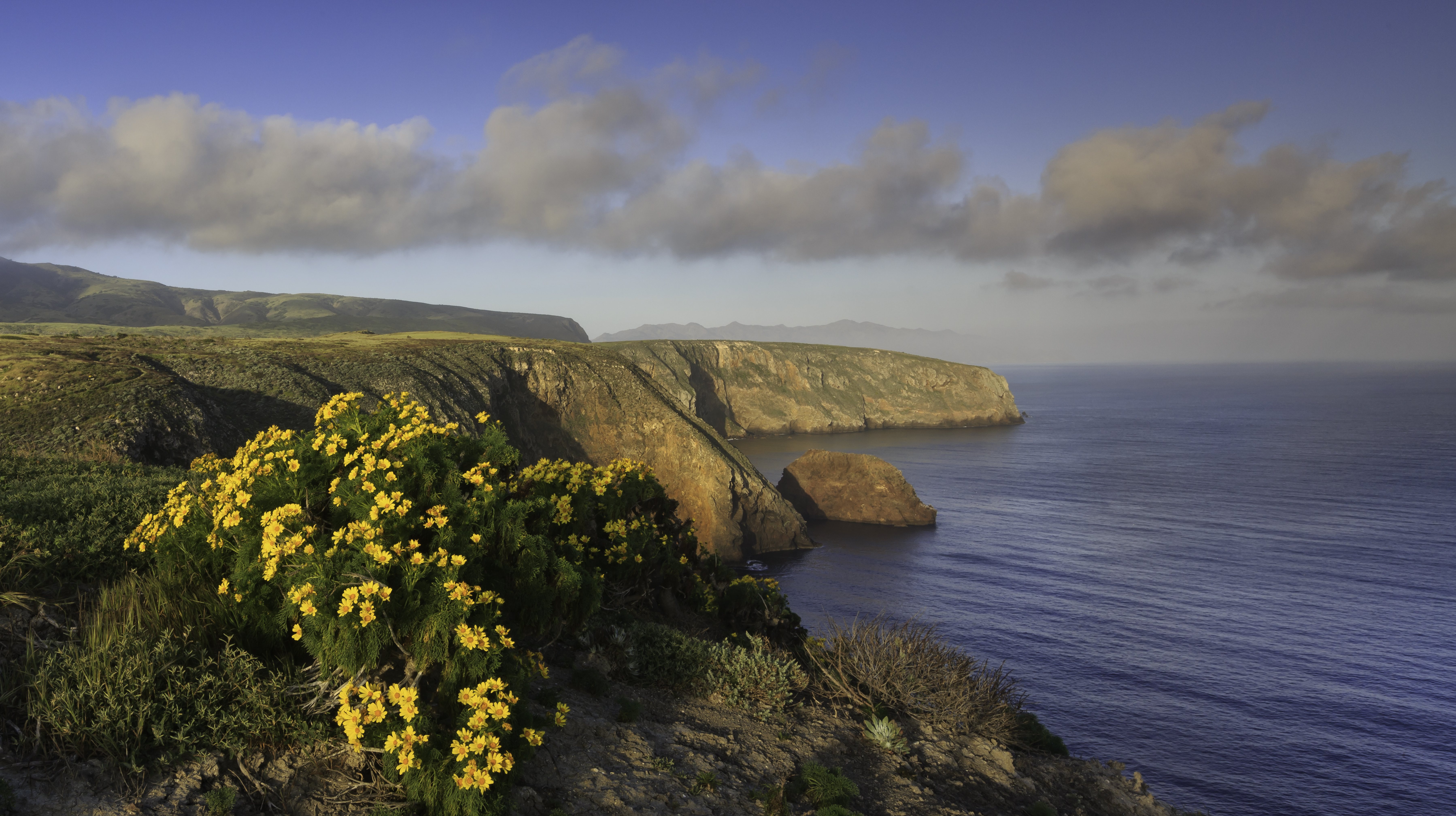 overlook with steep ocean cliffs and flowering plants