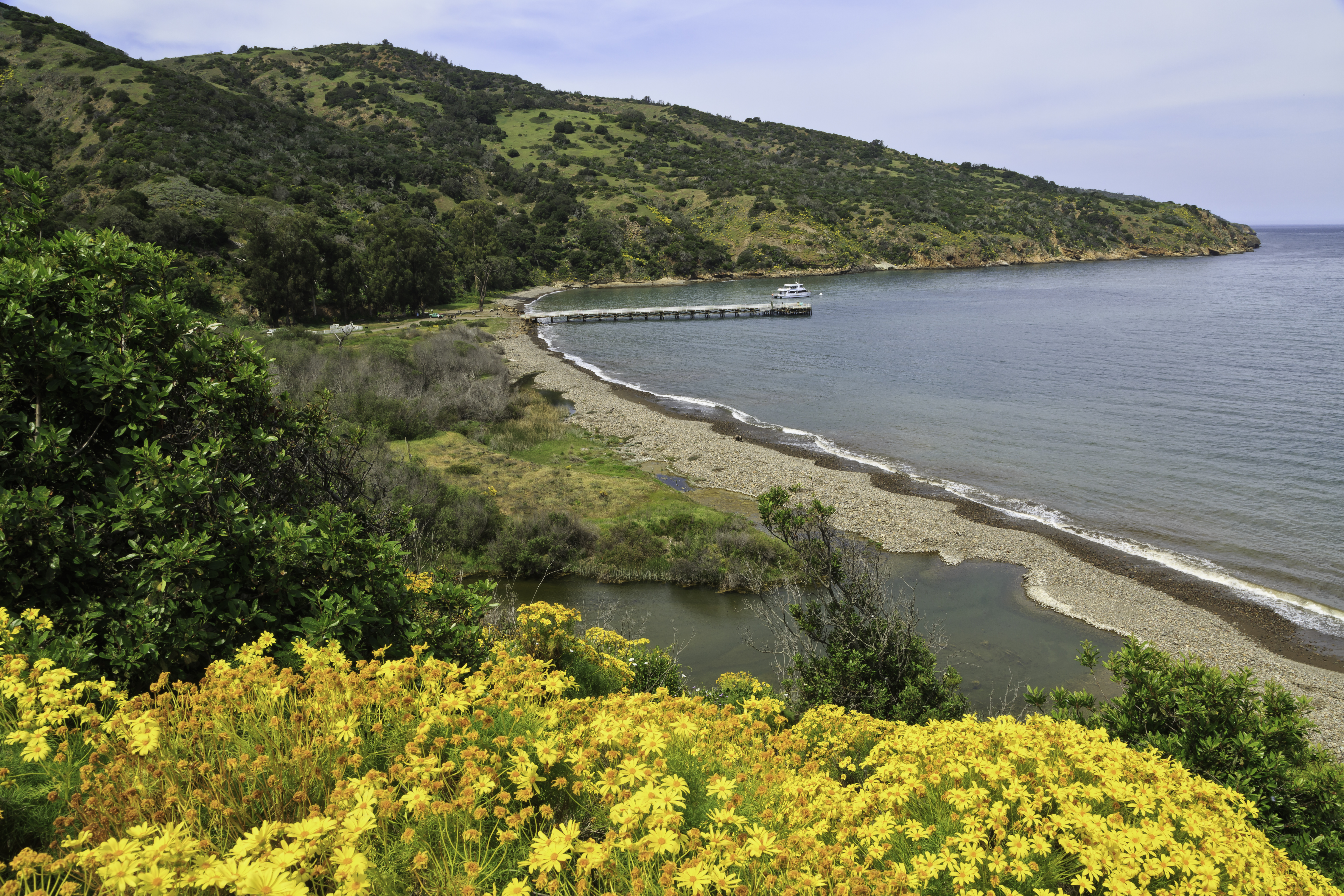 view of small harbor with pier and yellow flowered plants