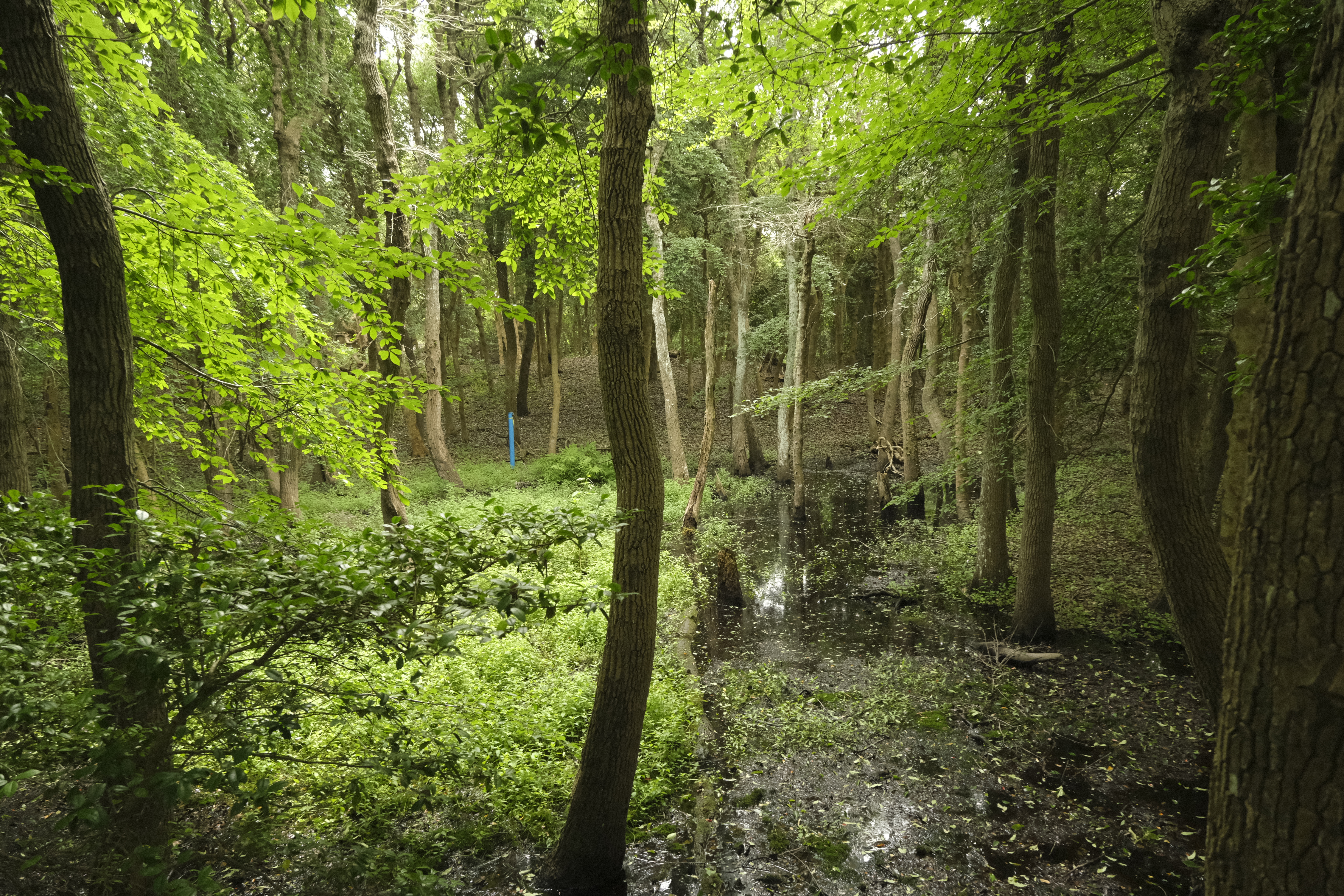 A stand of trees surrounds a small pool of water, as light filters through the caopy overhead