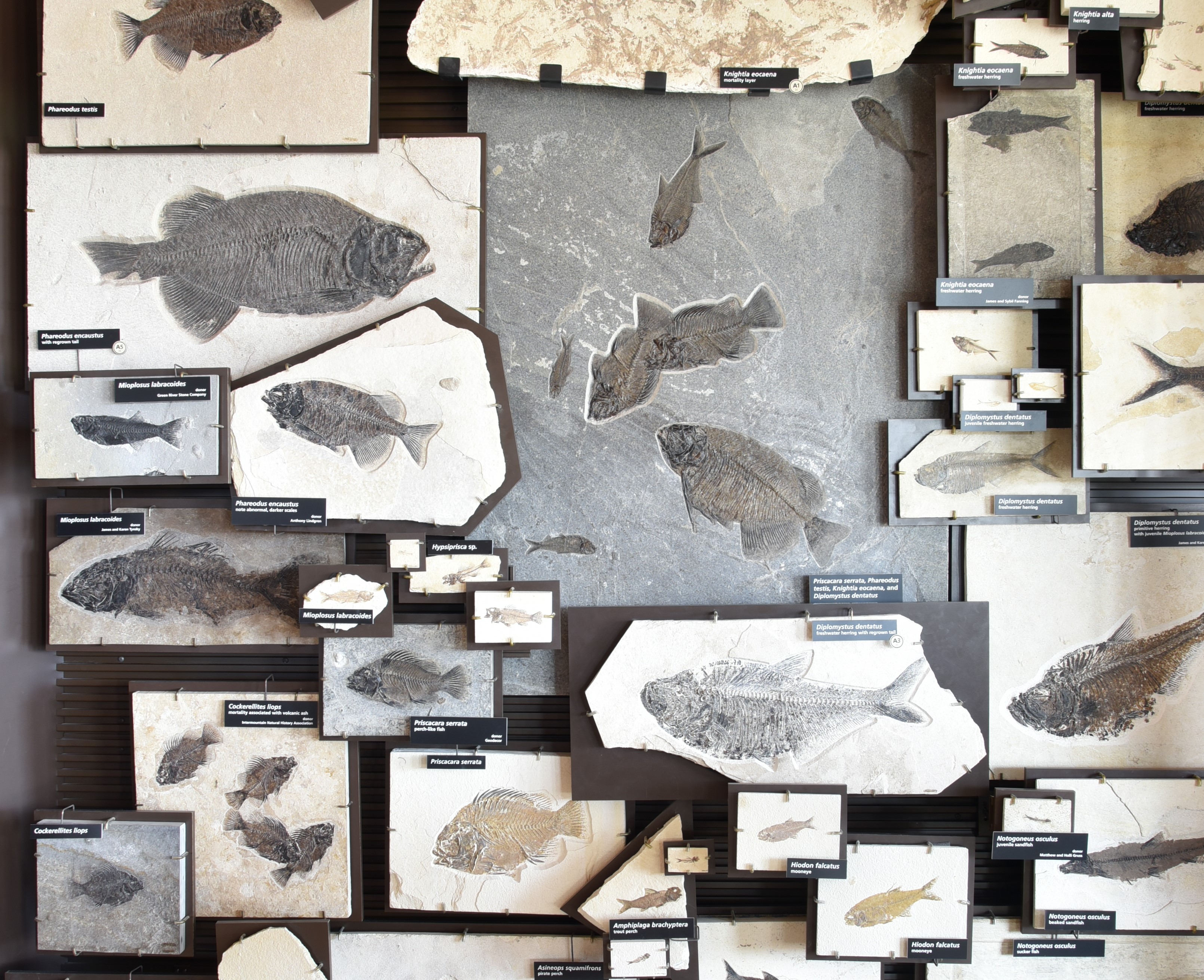 Over 20 fossils of different species of fishes. Some rocks have multiple fish on them some only one.
