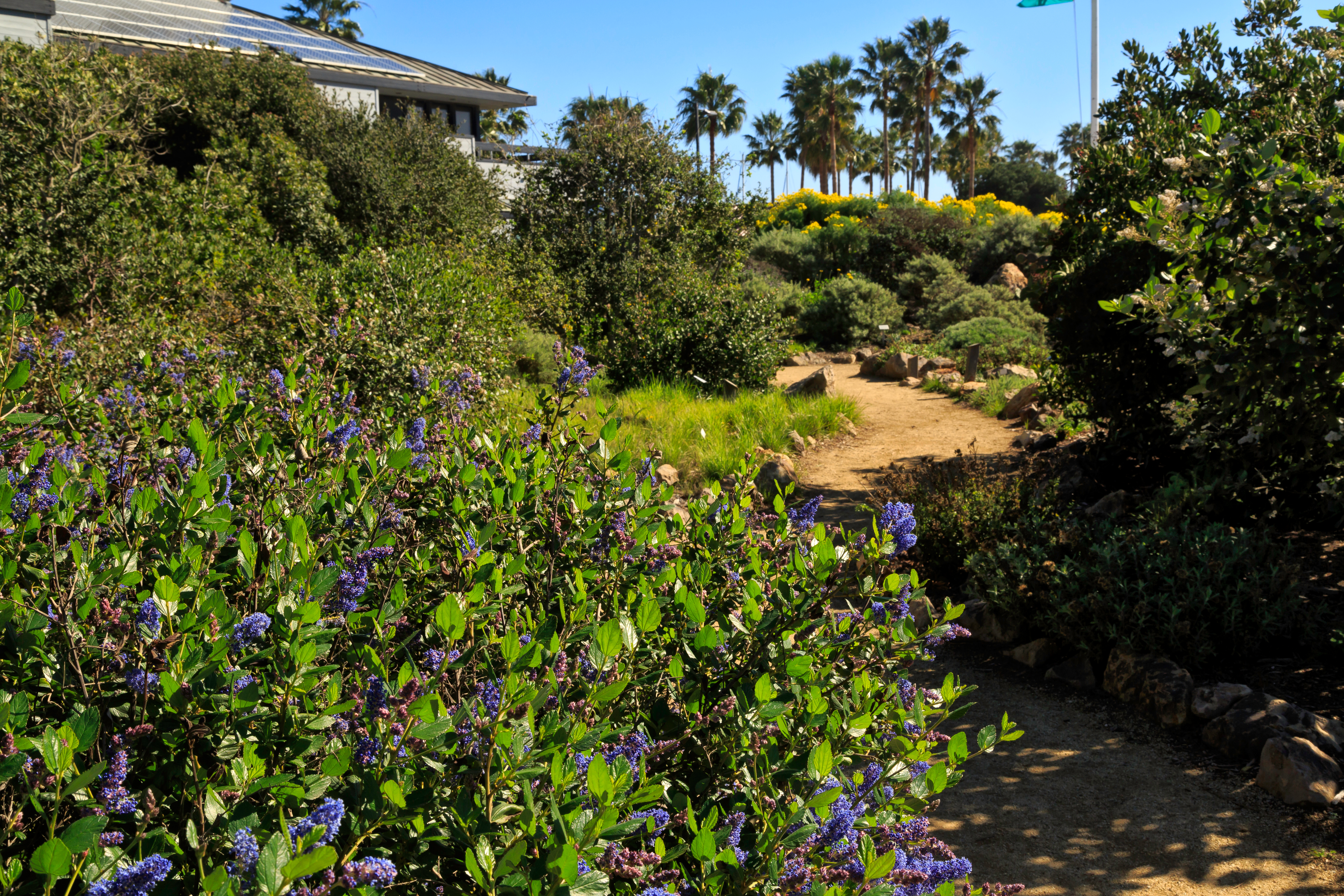 variety of plants along a gravel pathway